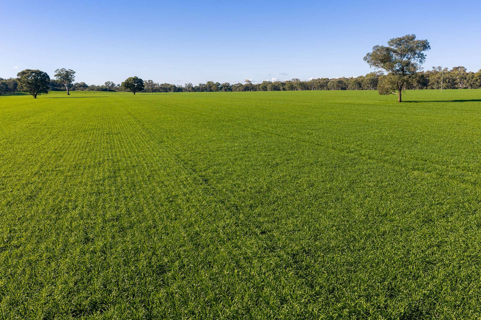 Henty-Walla Road, Culcairn Auction by Farmbuy.com - image 13