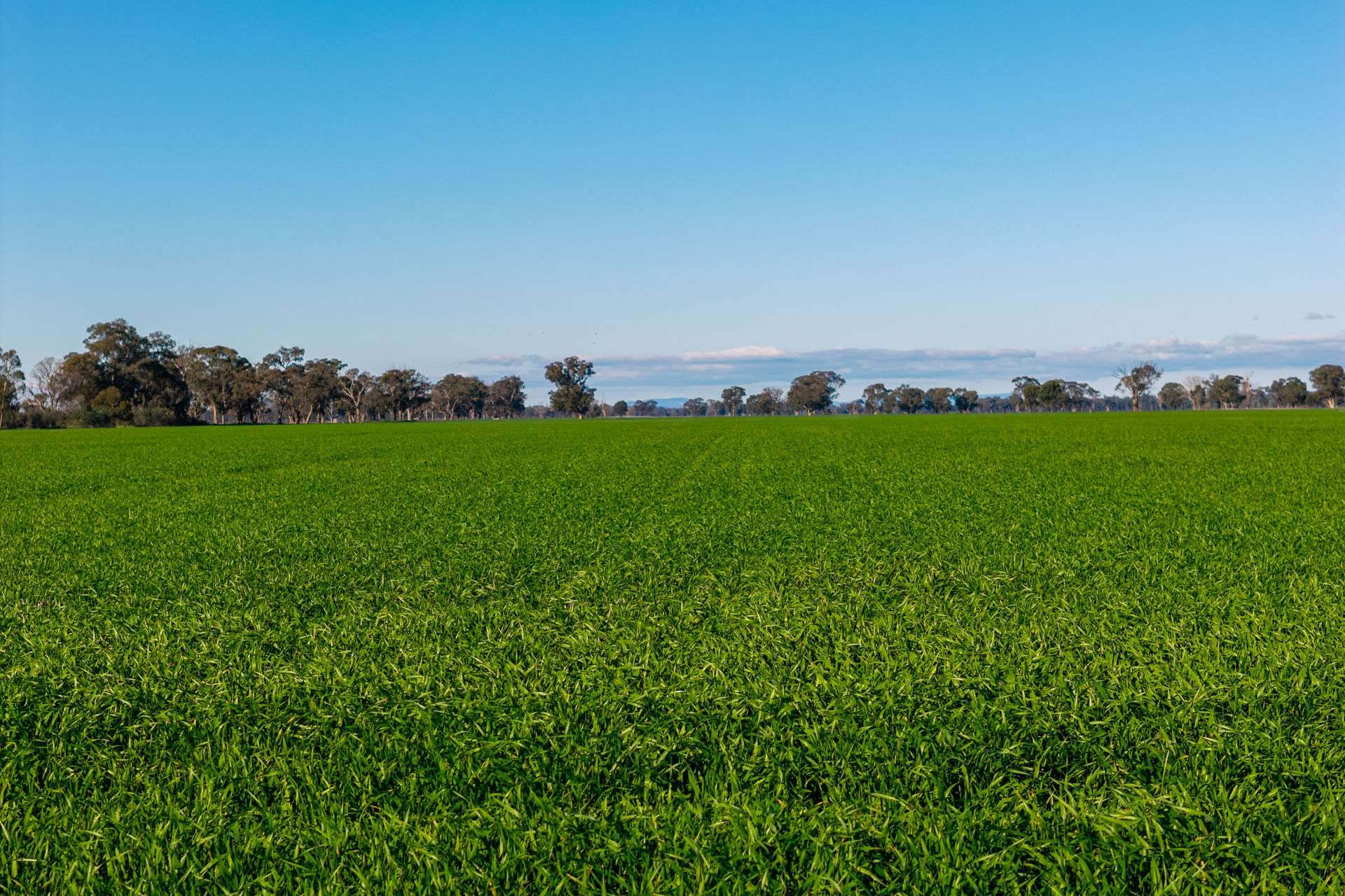 Henty-Walla Road, Culcairn Auction by Farmbuy.com - image 2