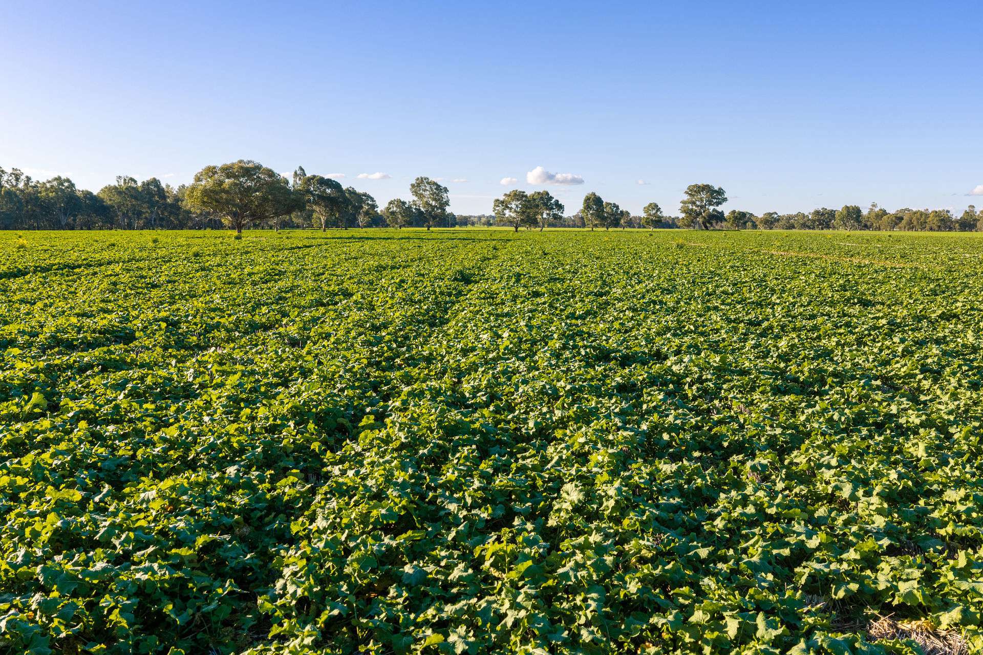 Henty-Walla Road, Culcairn Auction by Farmbuy.com - image 10