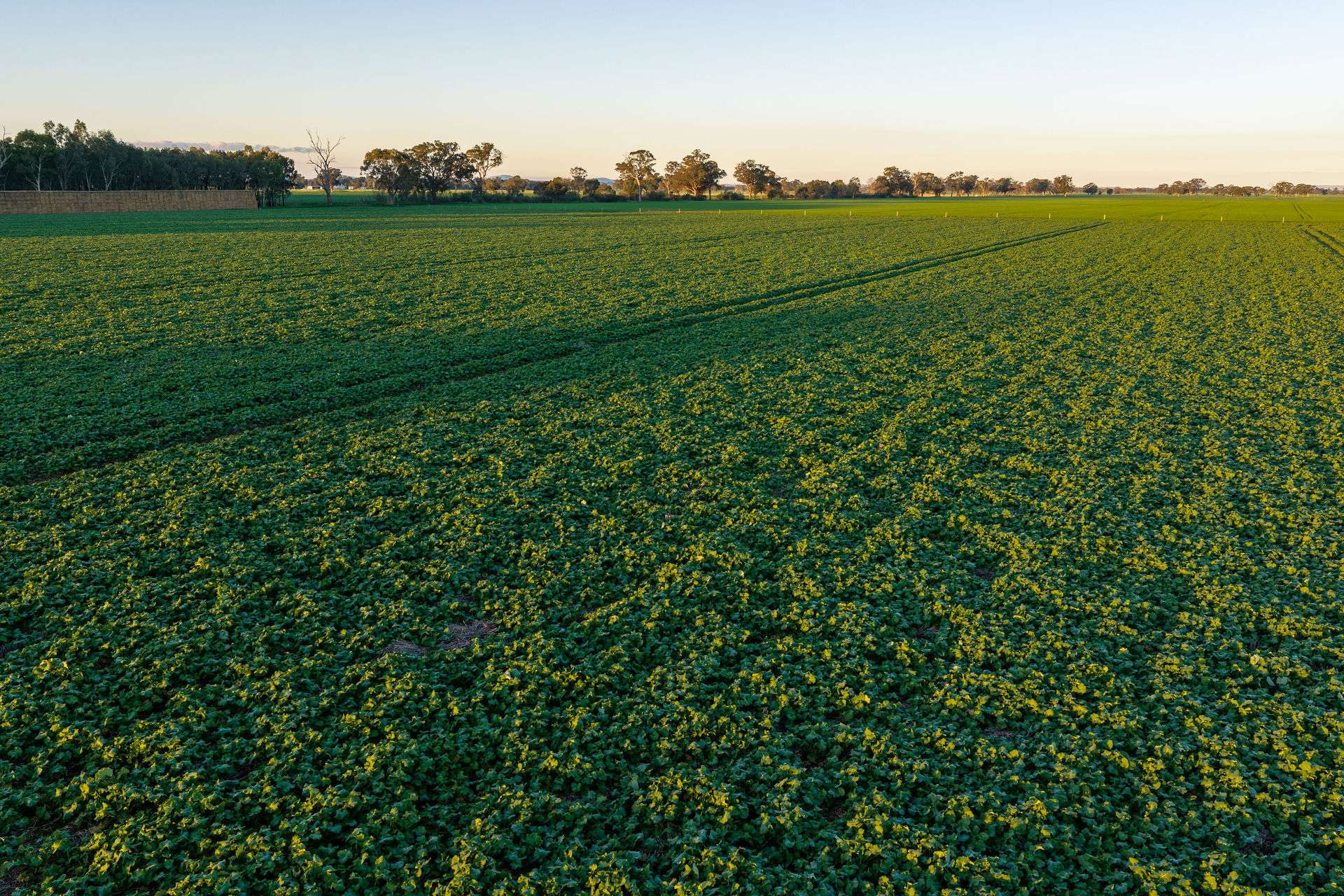 Henty-Walla Road, Culcairn Auction by Farmbuy.com - image 9