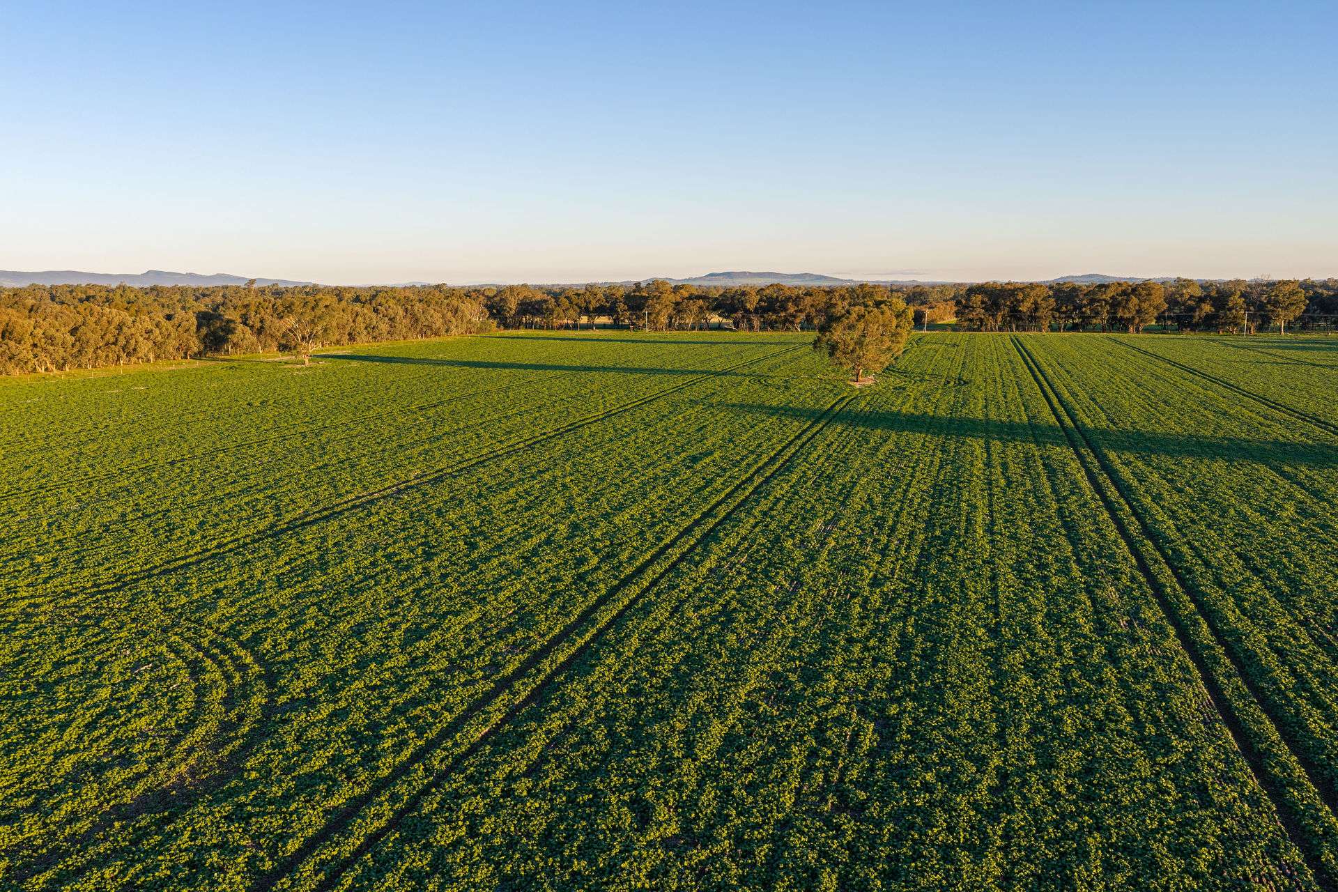 Henty-Walla Road, Culcairn Auction by Farmbuy.com - image 4