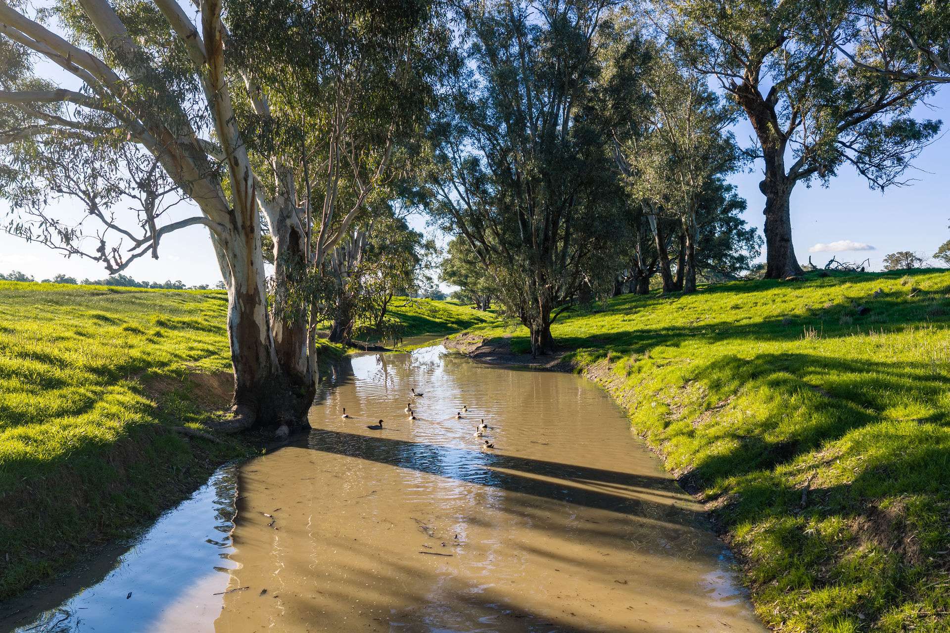 Henty-Walla Road, Culcairn Auction by Farmbuy.com - image 6