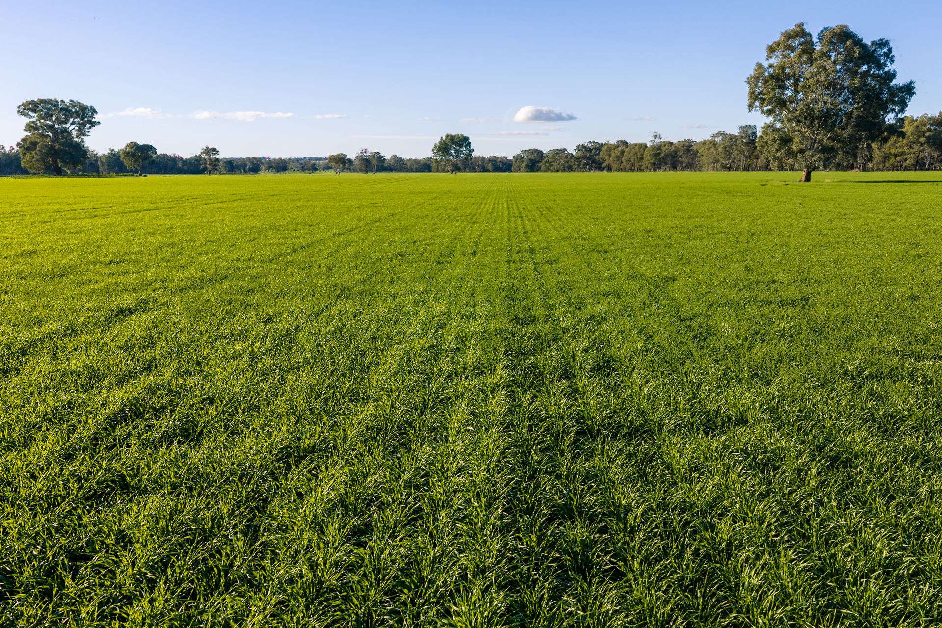 Henty-Walla Road, Culcairn Auction by Farmbuy.com - image 7