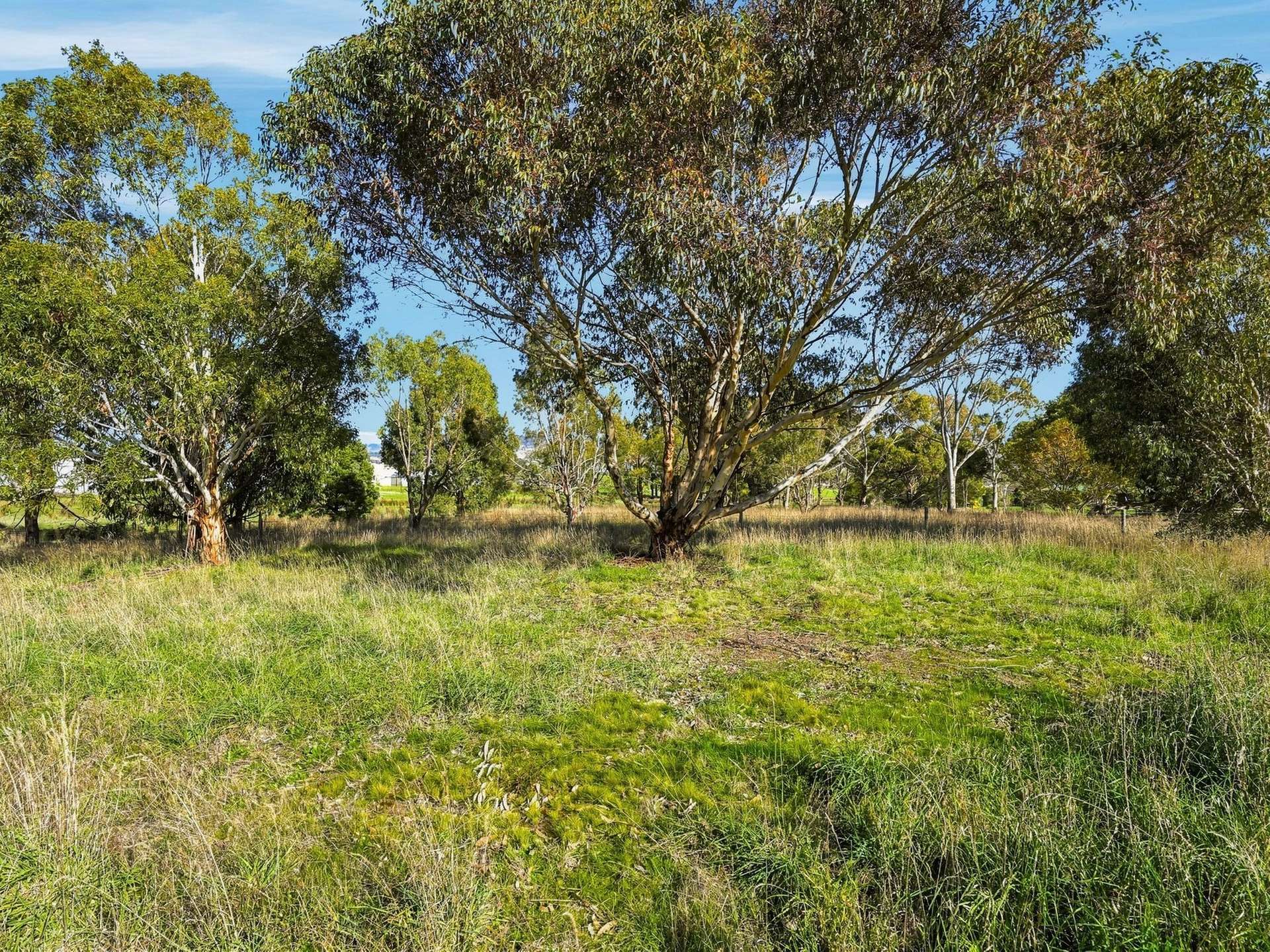 90 White Kangaroo Road, Campania Auction by Farmbuy.com - image 7