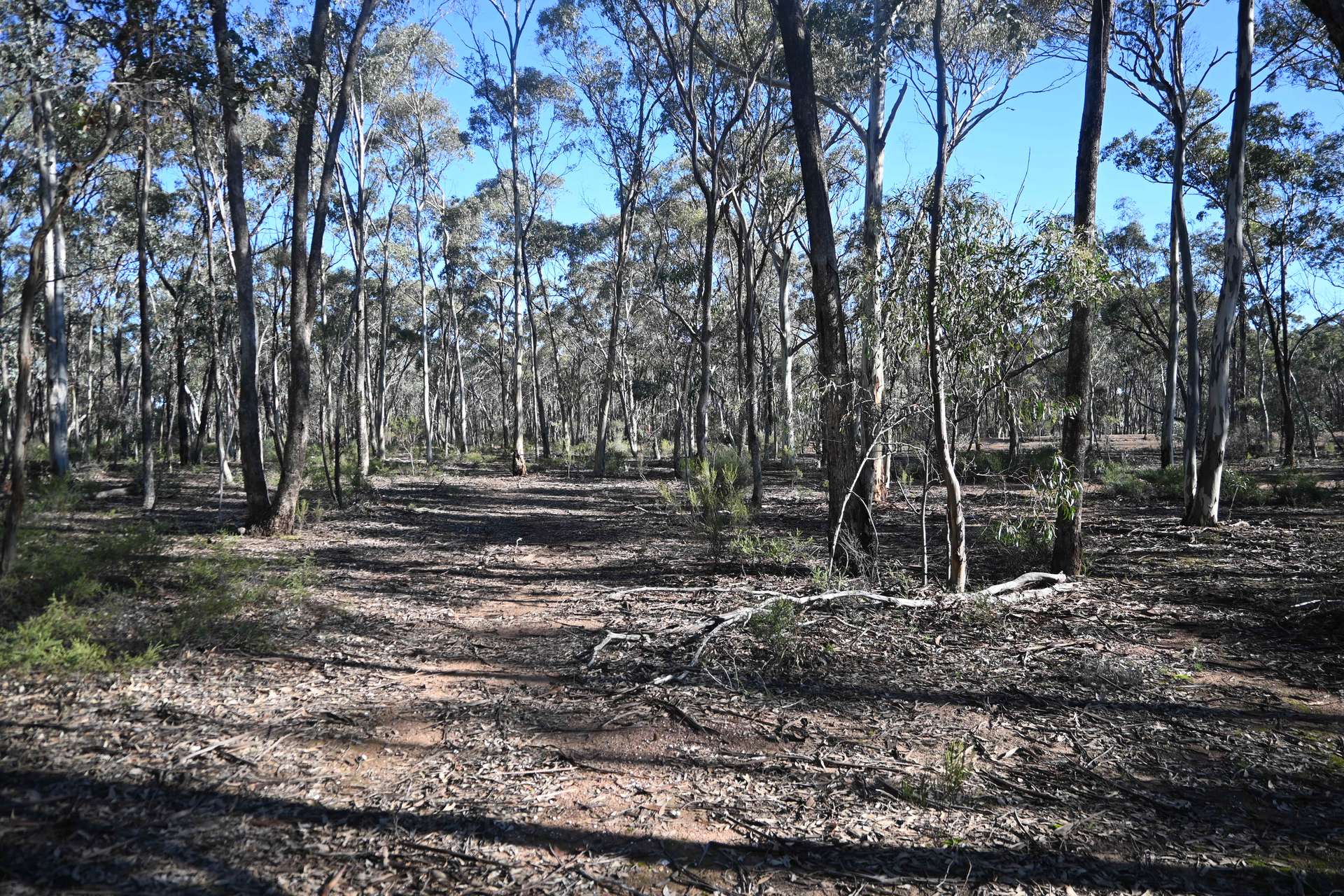C/A 2 Wattlegum Road, Woodvale For Sale by Farmbuy.com - image 10
