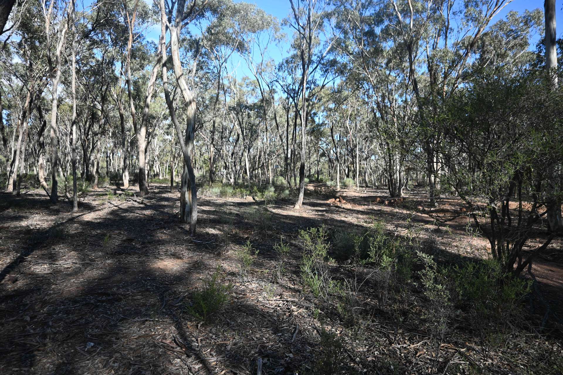 C/A 2 Wattlegum Road, Woodvale For Sale by Farmbuy.com - image 8