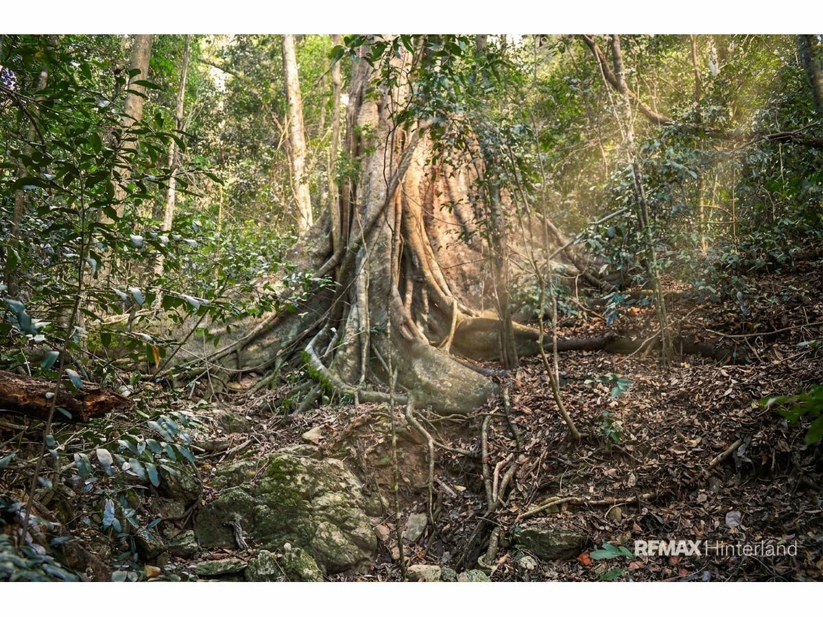 3015 Maleny Kenilworth Road, Cambroon For Sale by Farmbuy.com - image 31