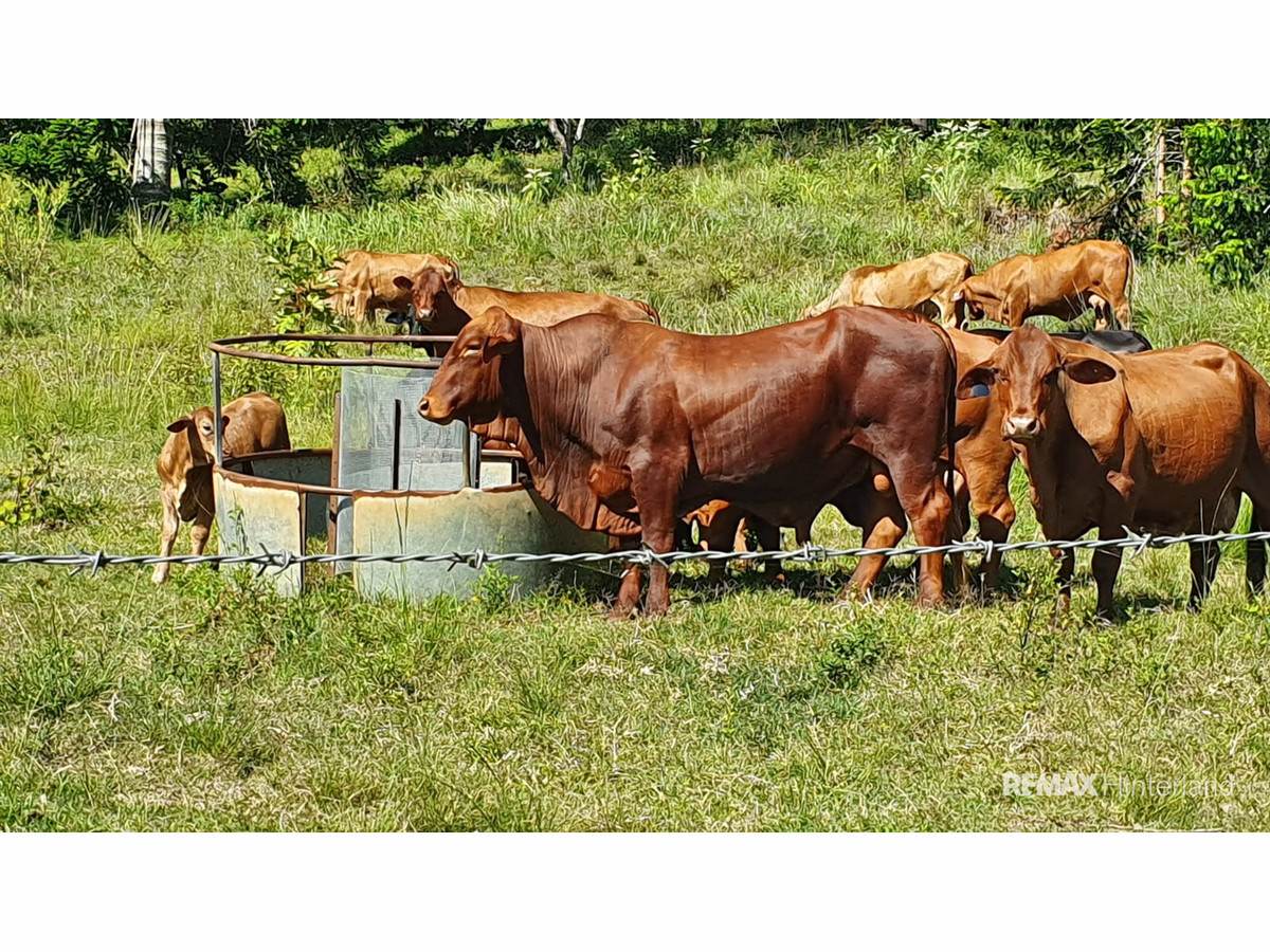 3015 Maleny Kenilworth Road, Cambroon For Sale by Farmbuy.com - image 30