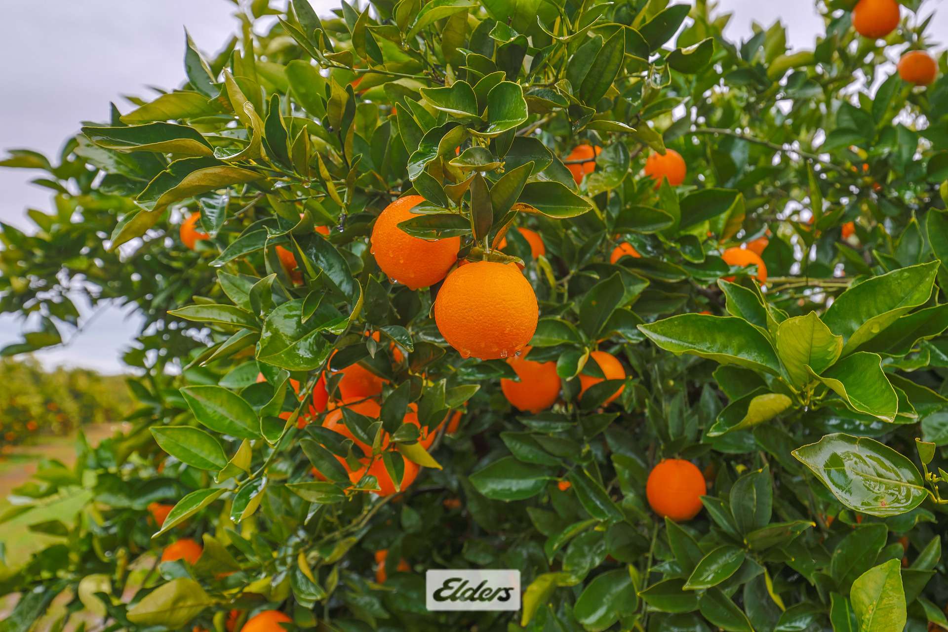 3272 Kulkyne Way, Colignan For Sale by Farmbuy.com - image 19