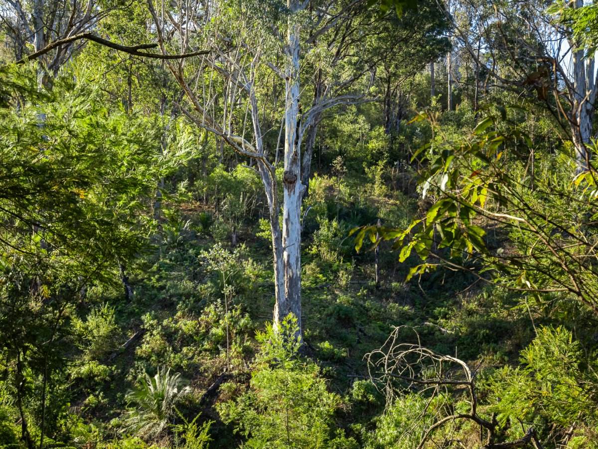 Lot 1124 Upper Brogo Road, Brogo For Sale by Farmbuy.com - image 6