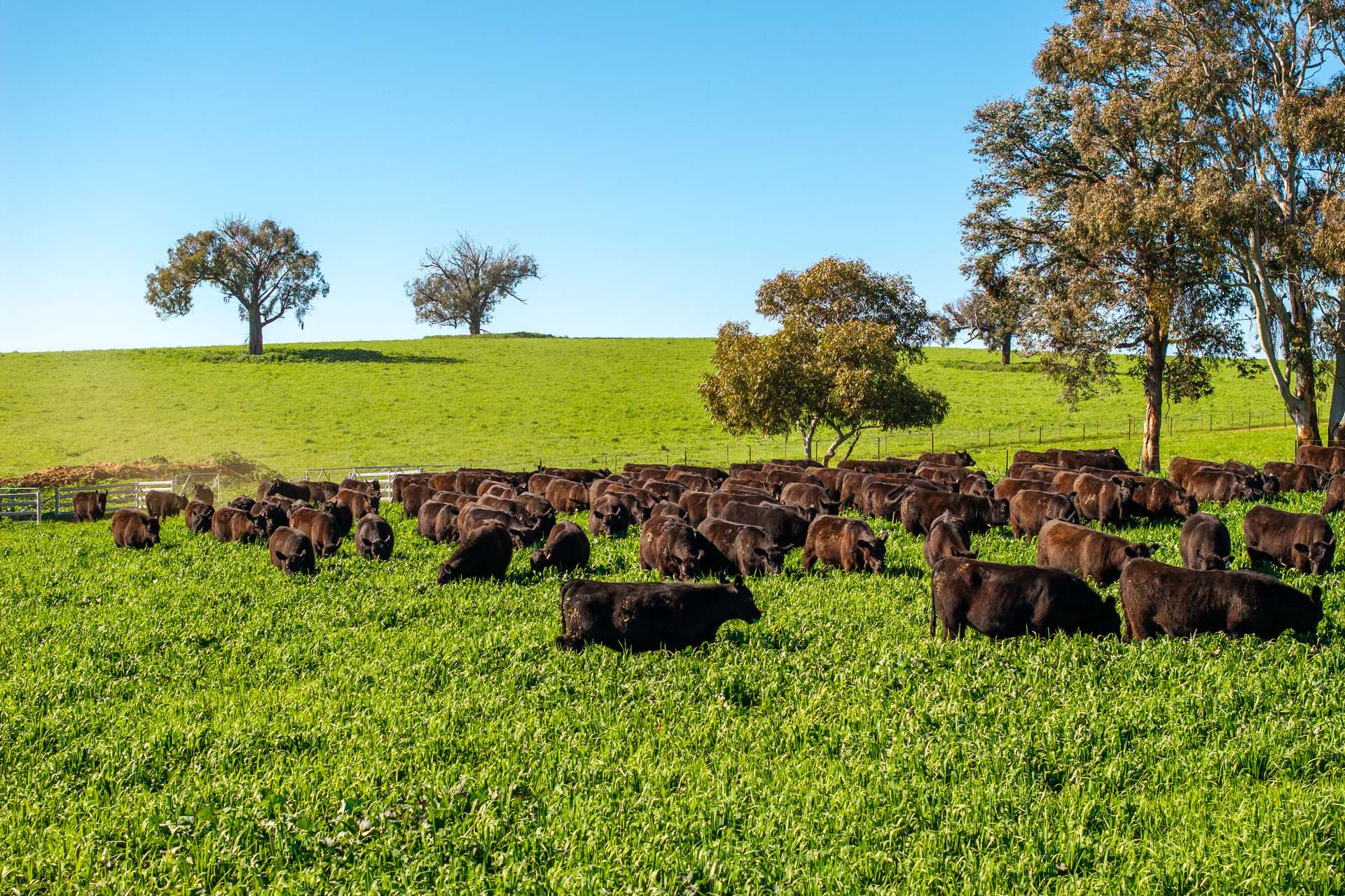 1067 Pulletop Road, Cookardinia Auction by Farmbuy.com - image 14