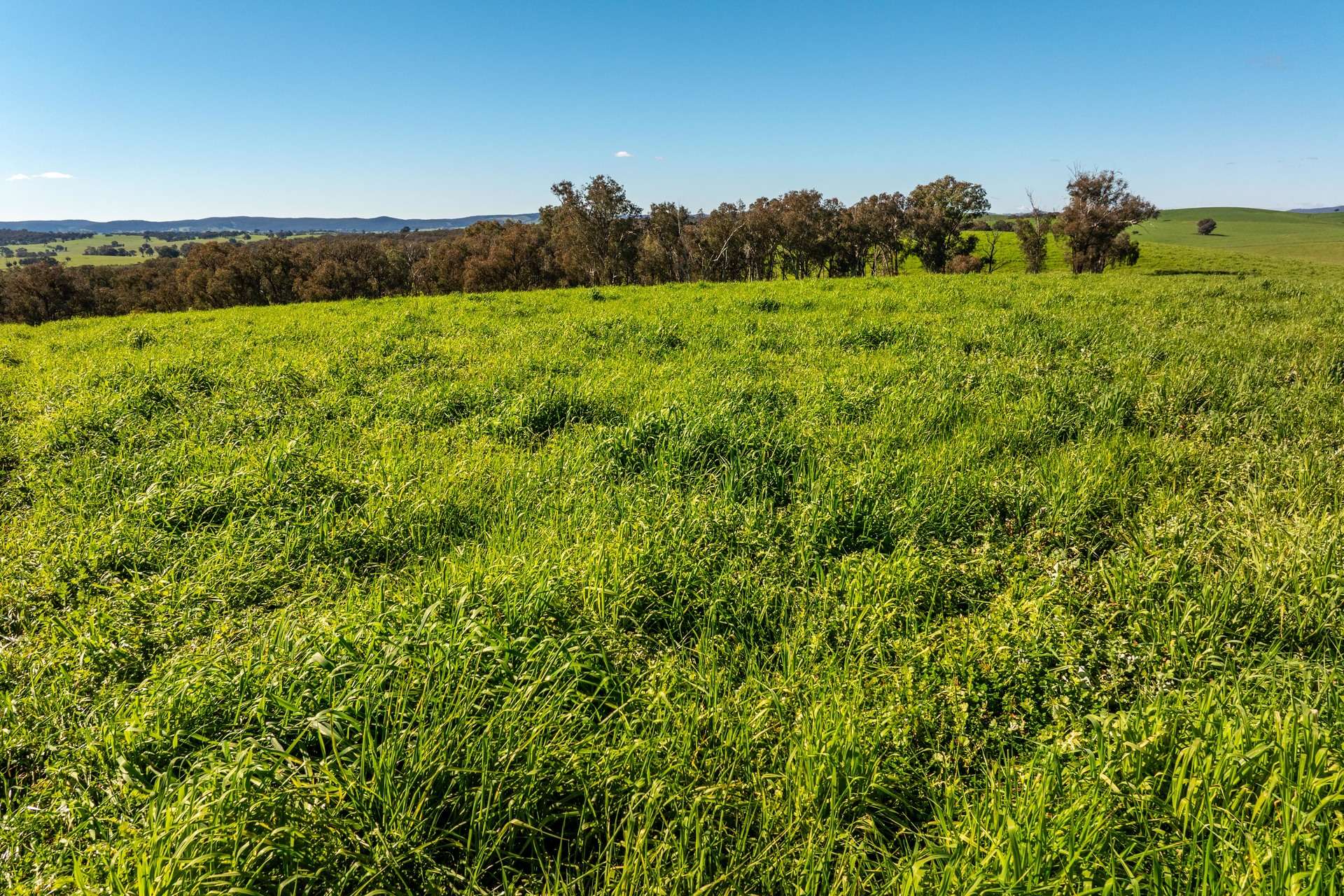 1067 Pulletop Road, Cookardinia Auction by Farmbuy.com - image 24