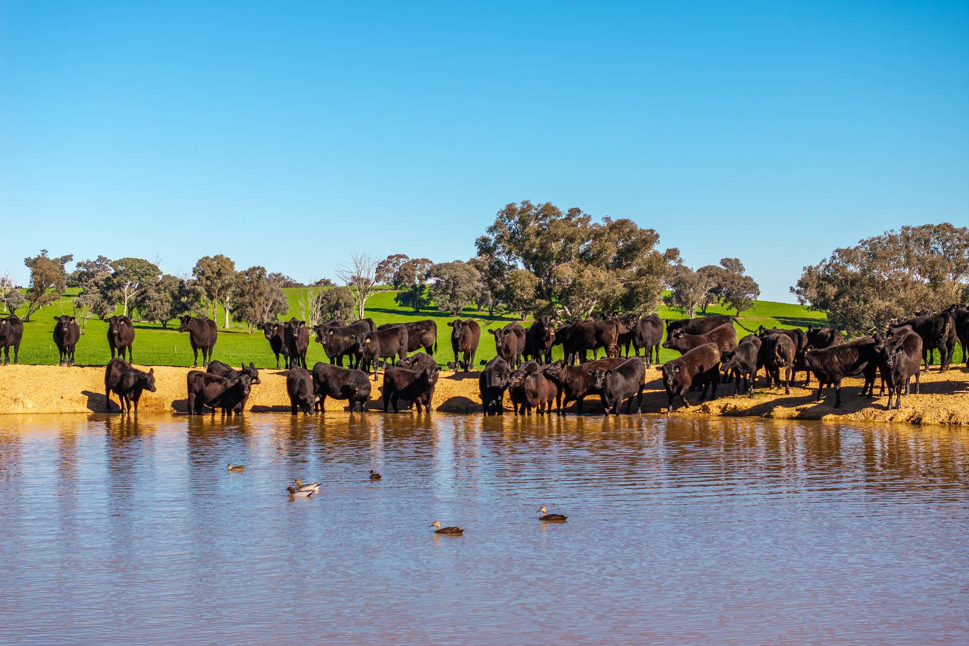 1067 Pulletop Road, Cookardinia Auction by Farmbuy.com - image 15