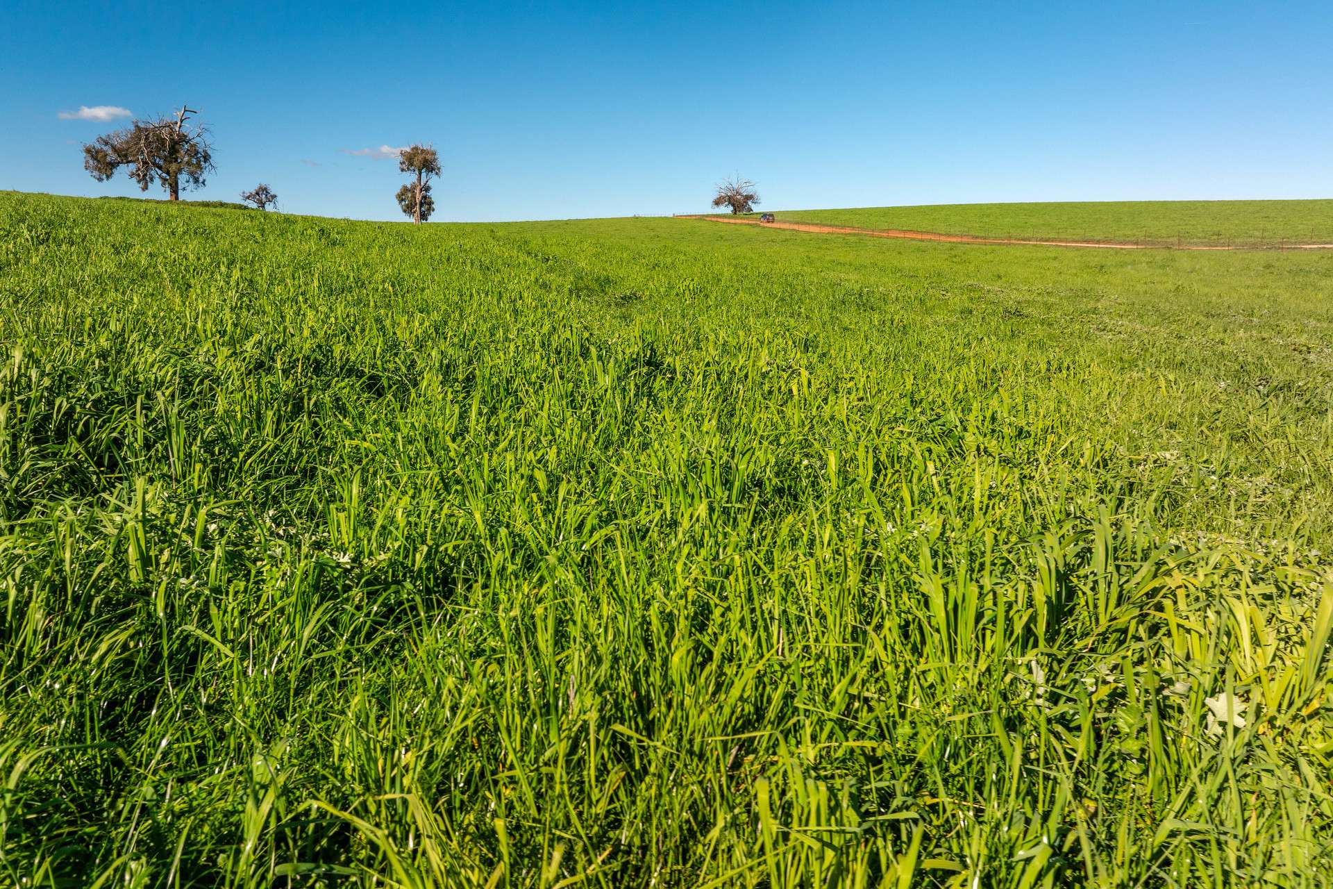 1067 Pulletop Road, Cookardinia Auction by Farmbuy.com - image 28