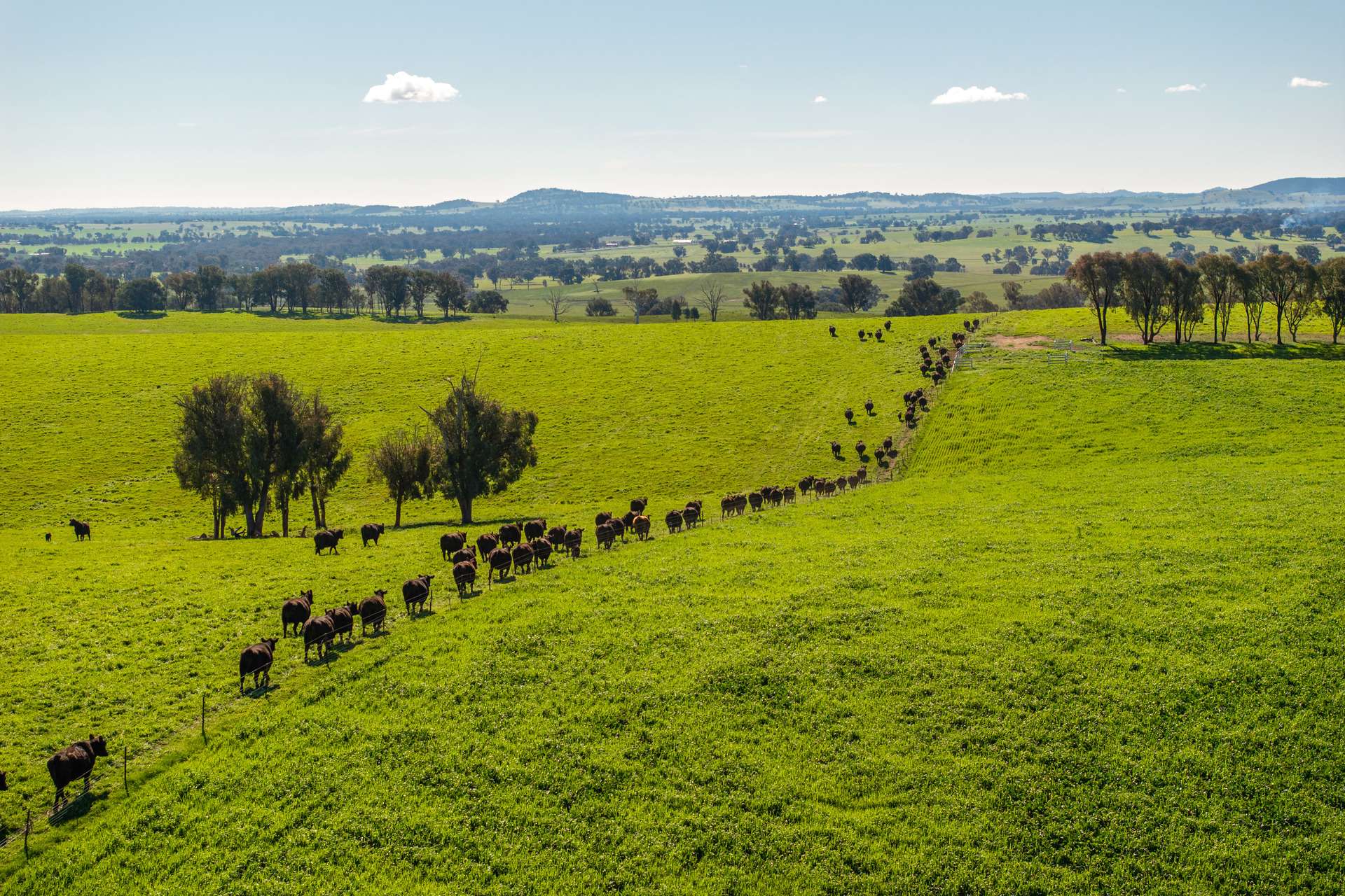 1067 Pulletop Road, Cookardinia Auction by Farmbuy.com - image 25