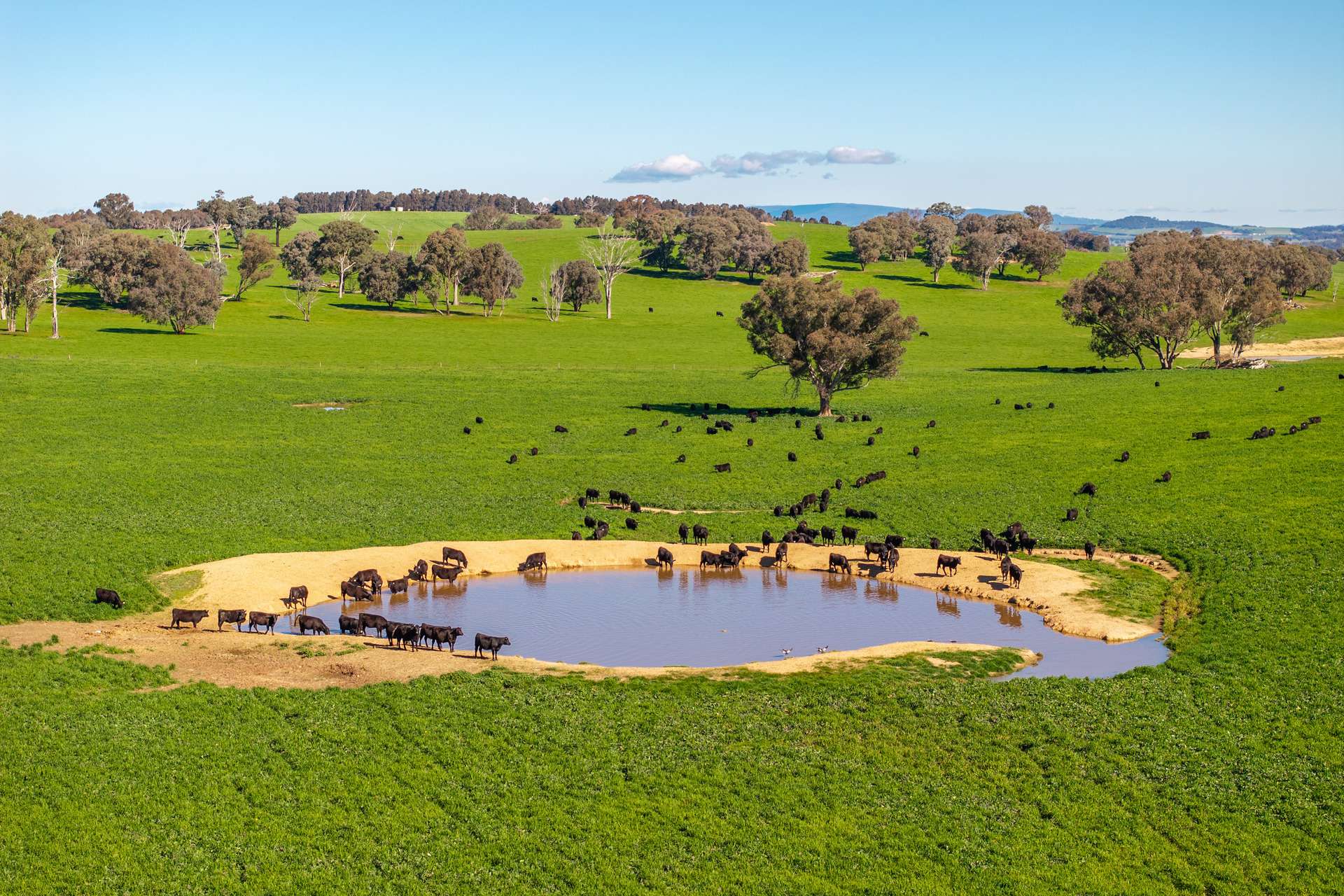 1067 Pulletop Road, Cookardinia Auction by Farmbuy.com - image 4