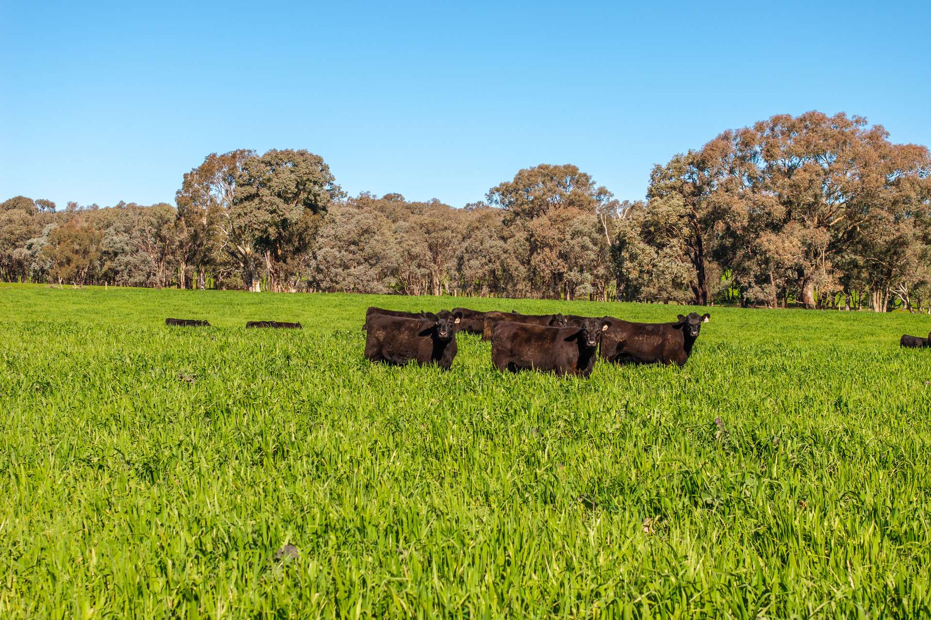 1067 Pulletop Road, Cookardinia Auction by Farmbuy.com - image 5