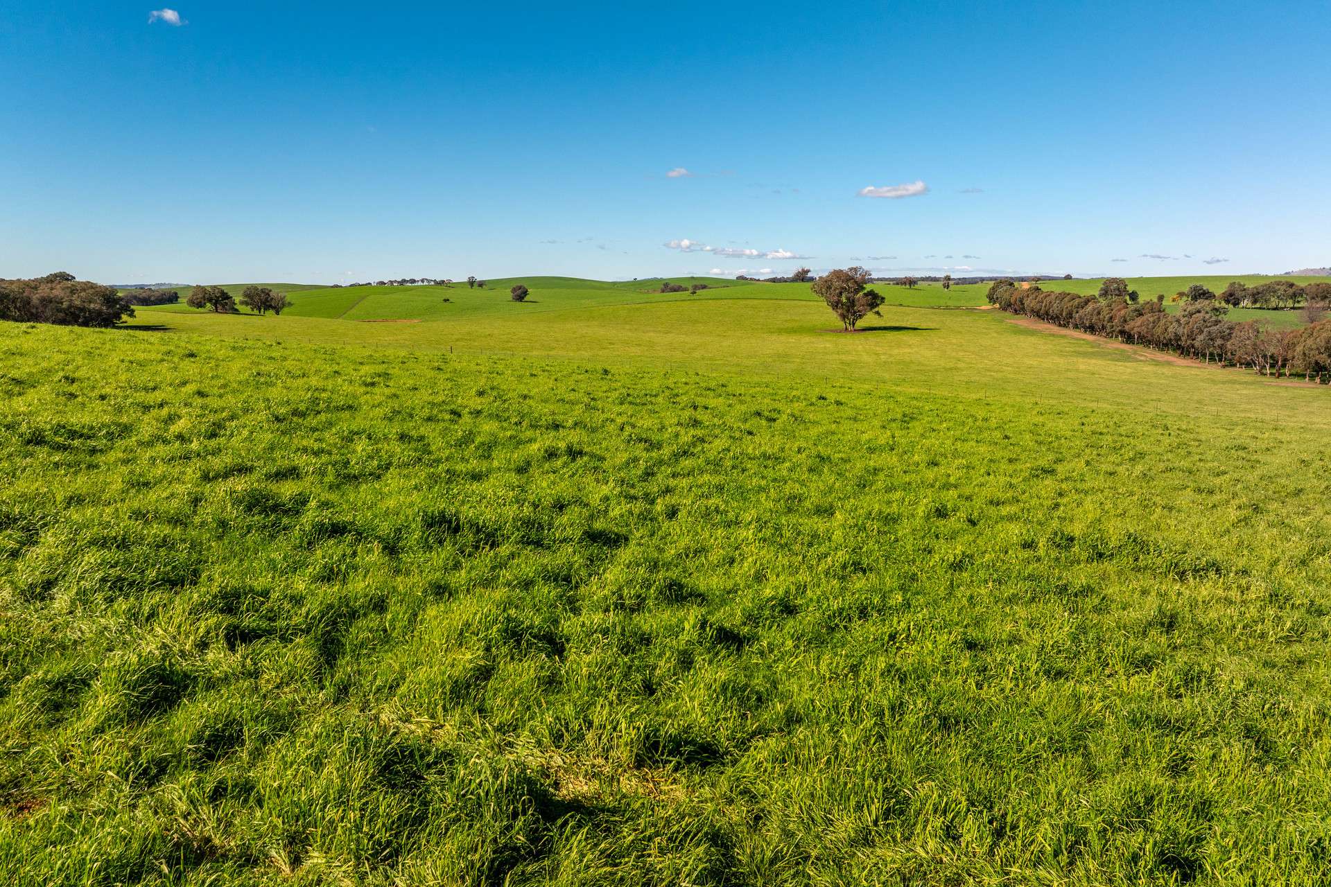 1067 Pulletop Road, Cookardinia Auction by Farmbuy.com - image 13