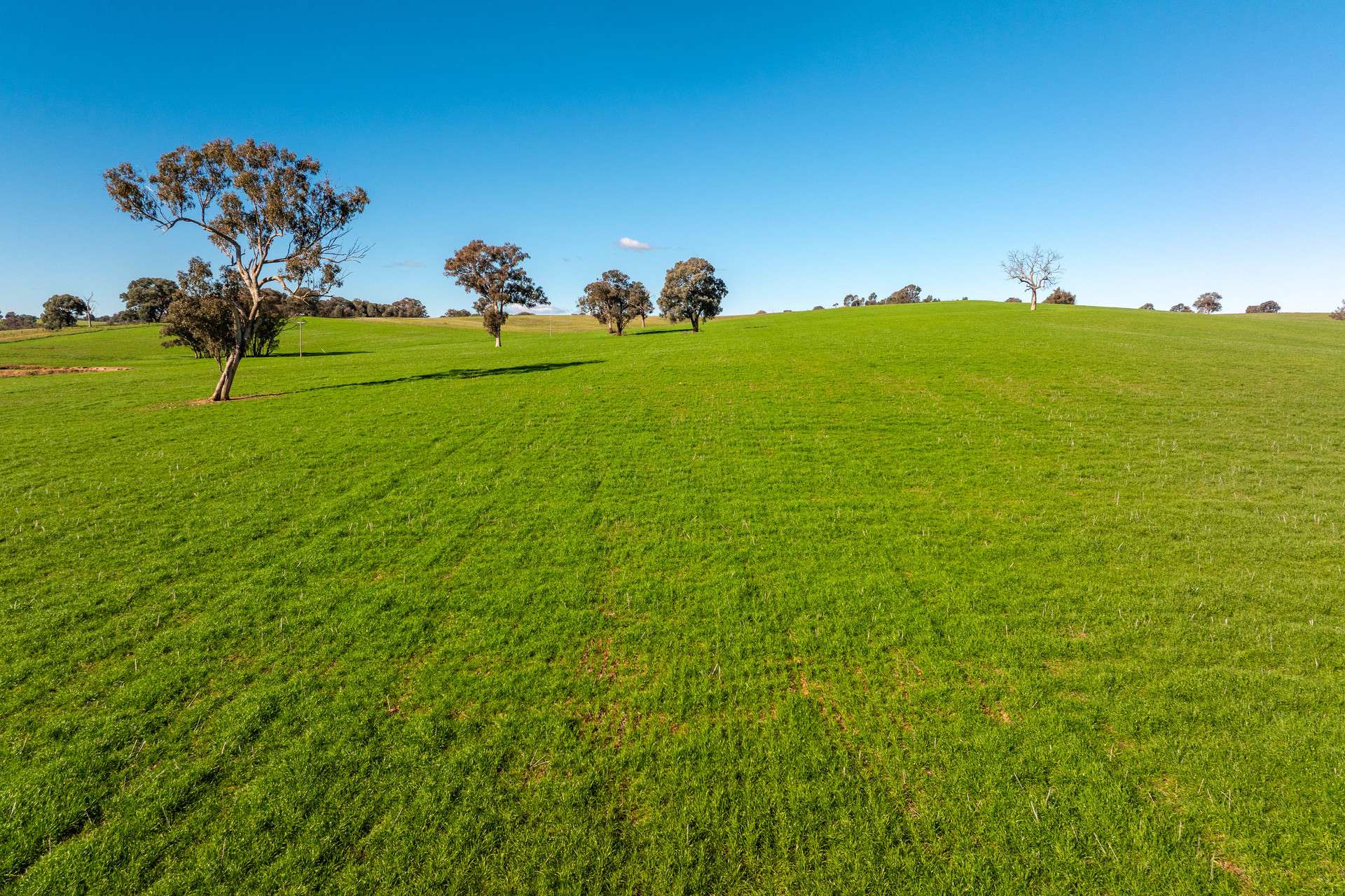1067 Pulletop Road, Cookardinia Auction by Farmbuy.com - image 27