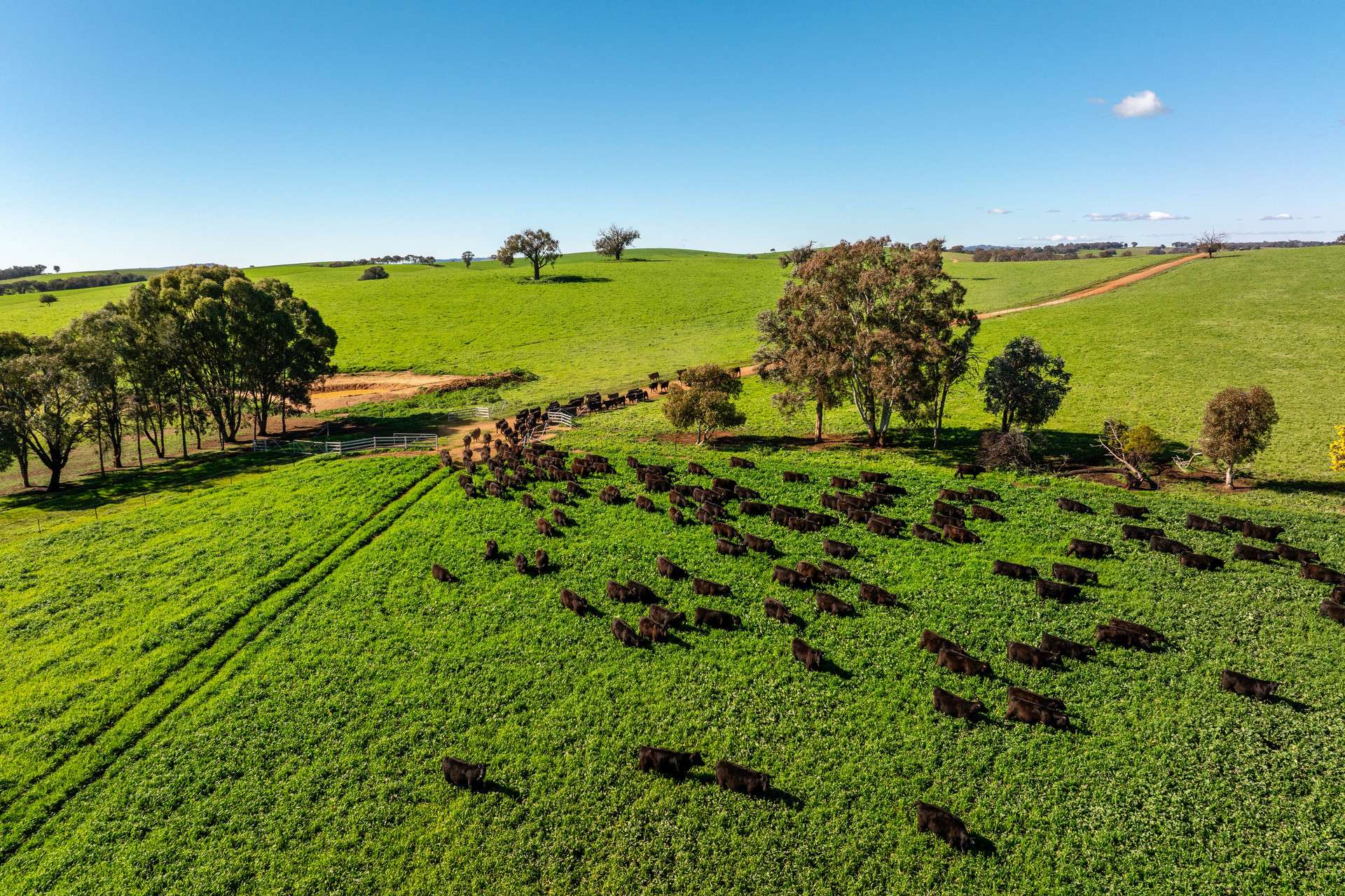 1067 Pulletop Road, Cookardinia Auction by Farmbuy.com - image 21