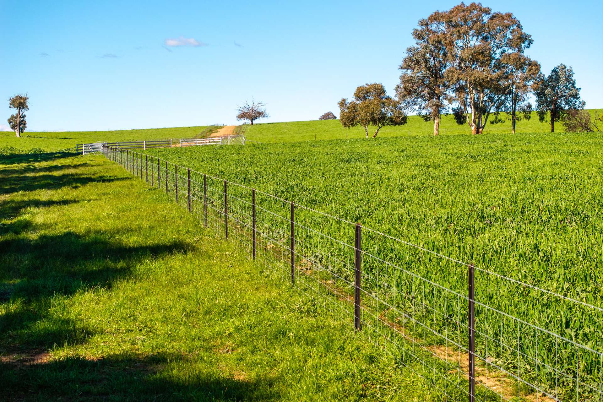 1067 Pulletop Road, Cookardinia Auction by Farmbuy.com - image 12