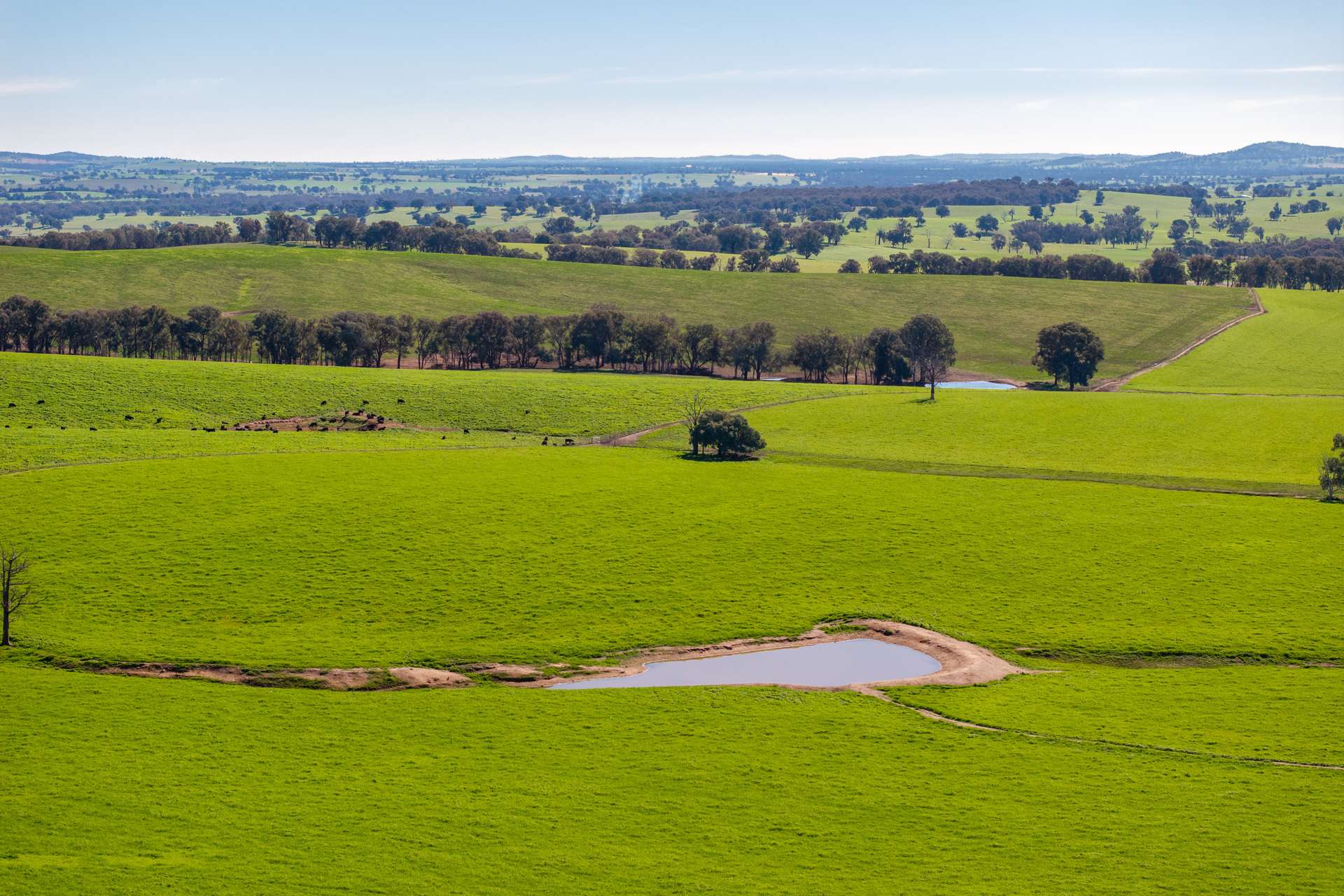 1067 Pulletop Road, Cookardinia Auction by Farmbuy.com - image 16