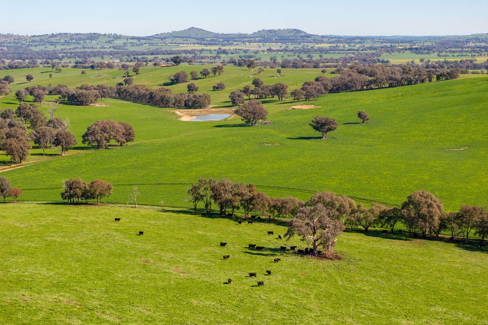 1067 Pulletop Road, Cookardinia Auction by Farmbuy.com - image 18