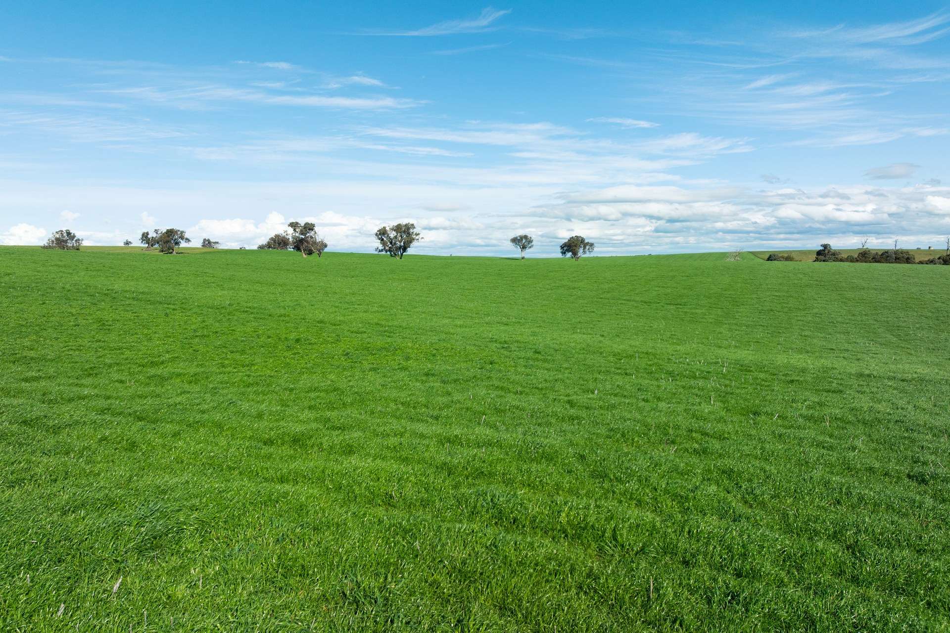 1067 Pulletop Road, Cookardinia Auction by Farmbuy.com - image 29