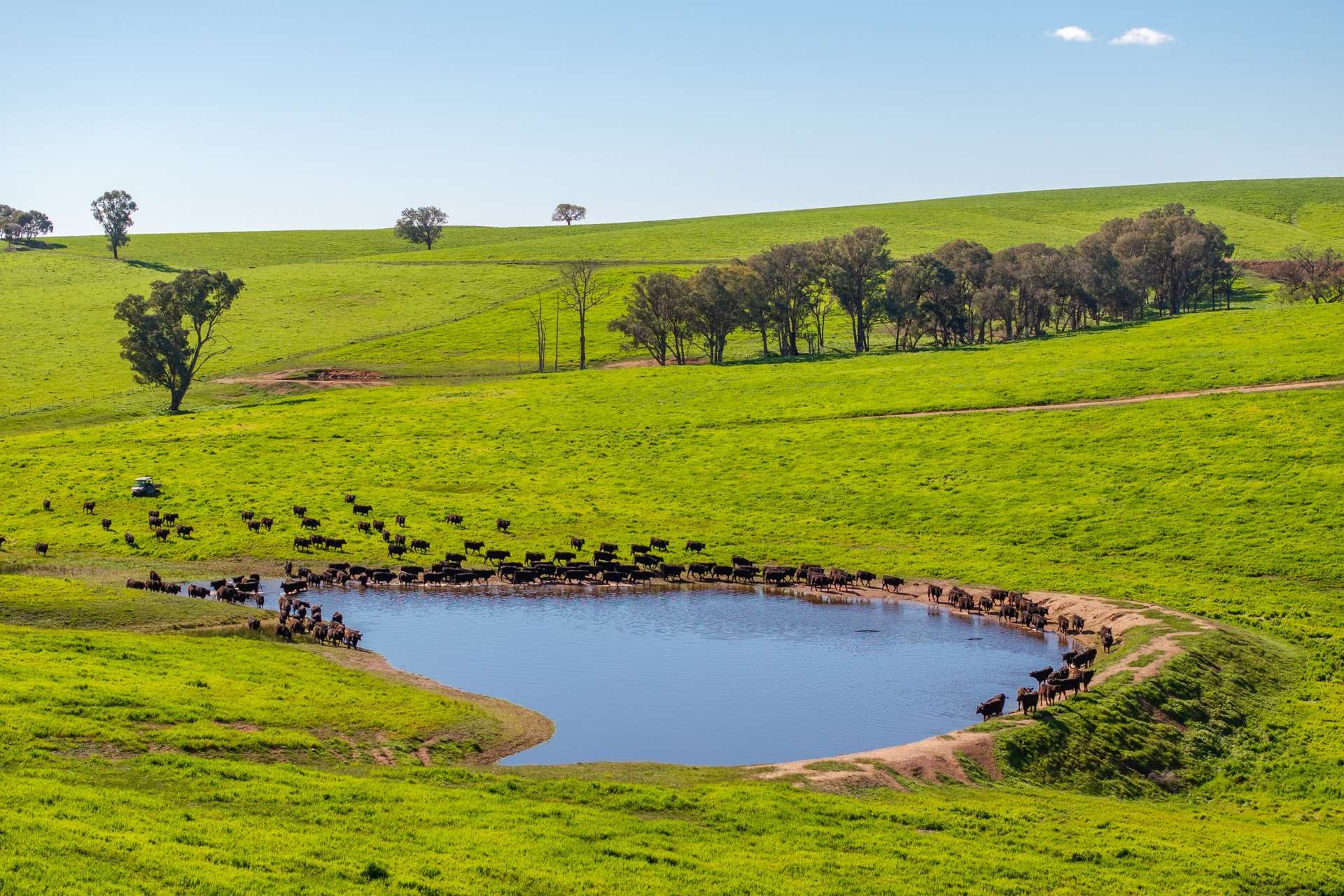 1067 Pulletop Road, Cookardinia Auction by Farmbuy.com - image 19