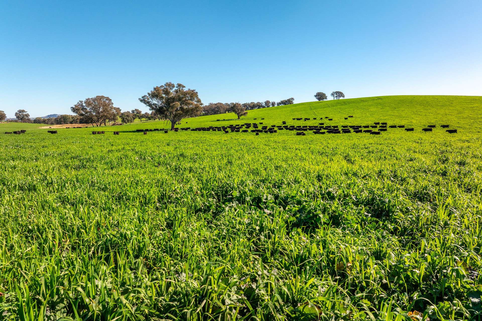 1067 Pulletop Road, Cookardinia Auction by Farmbuy.com - image 1