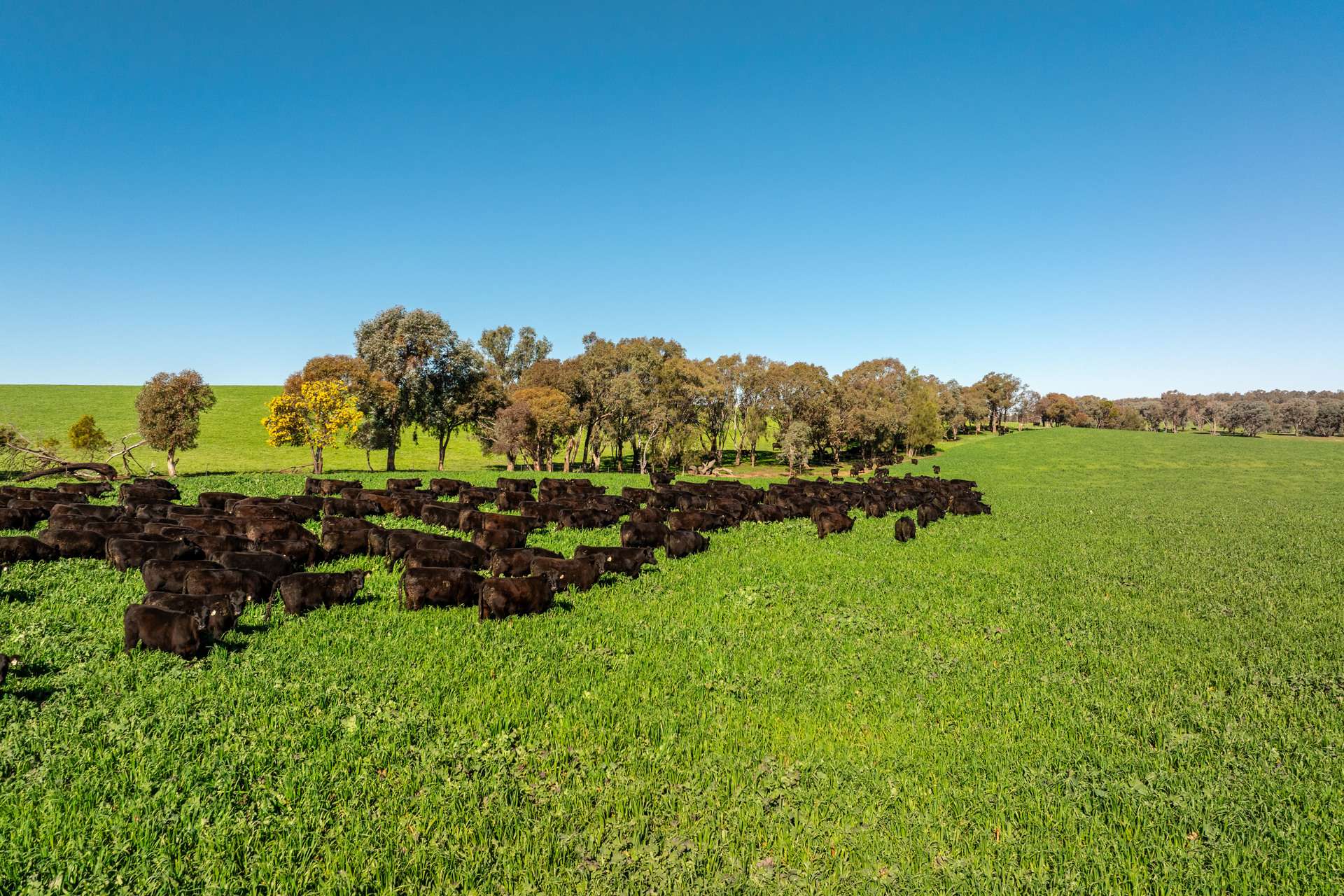 1067 Pulletop Road, Cookardinia Auction by Farmbuy.com - image 22