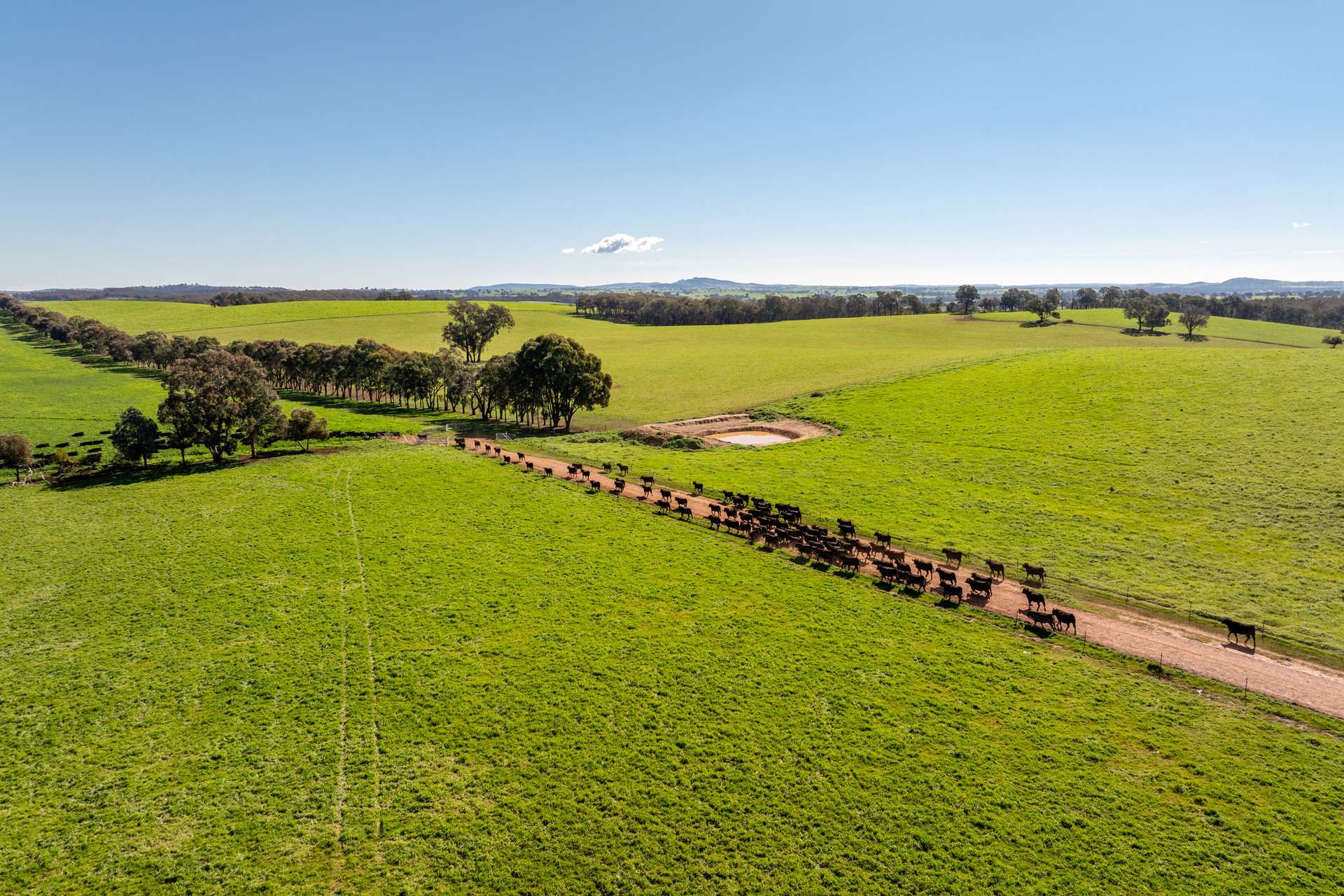 1067 Pulletop Road, Cookardinia Auction by Farmbuy.com - image 20
