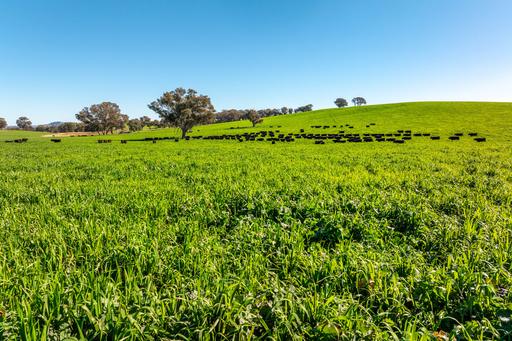 1067 Pulletop Road, Cookardinia NSW 2650