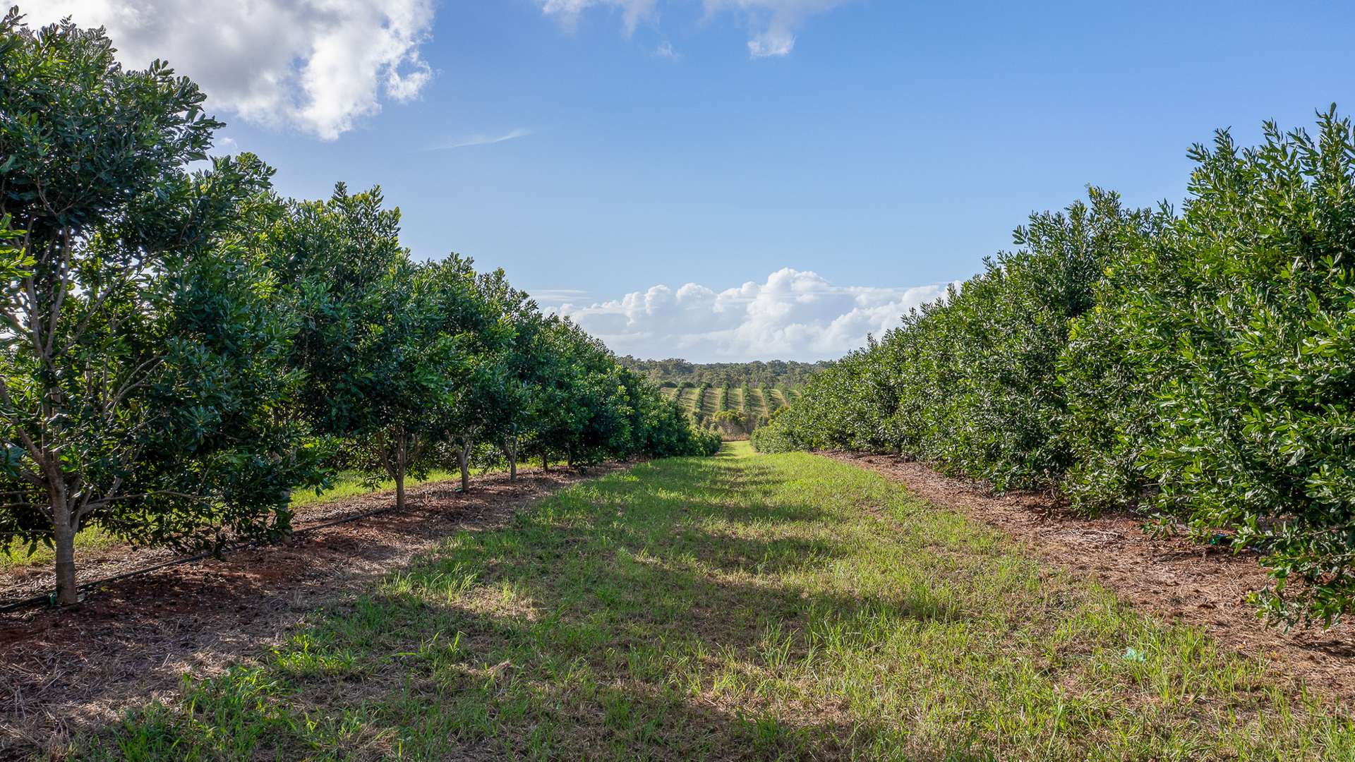 577 Boaga Road, Mullett Creek For Sale by Farmbuy.com - image 7