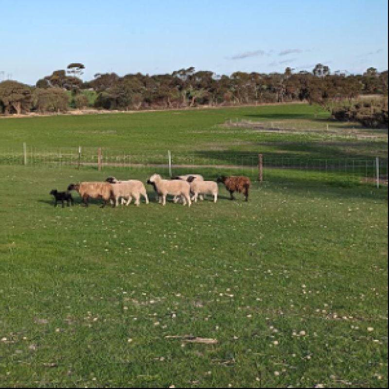 Lot 124 Lake View Road, Minlaton For Sale by Farmbuy.com - image 2