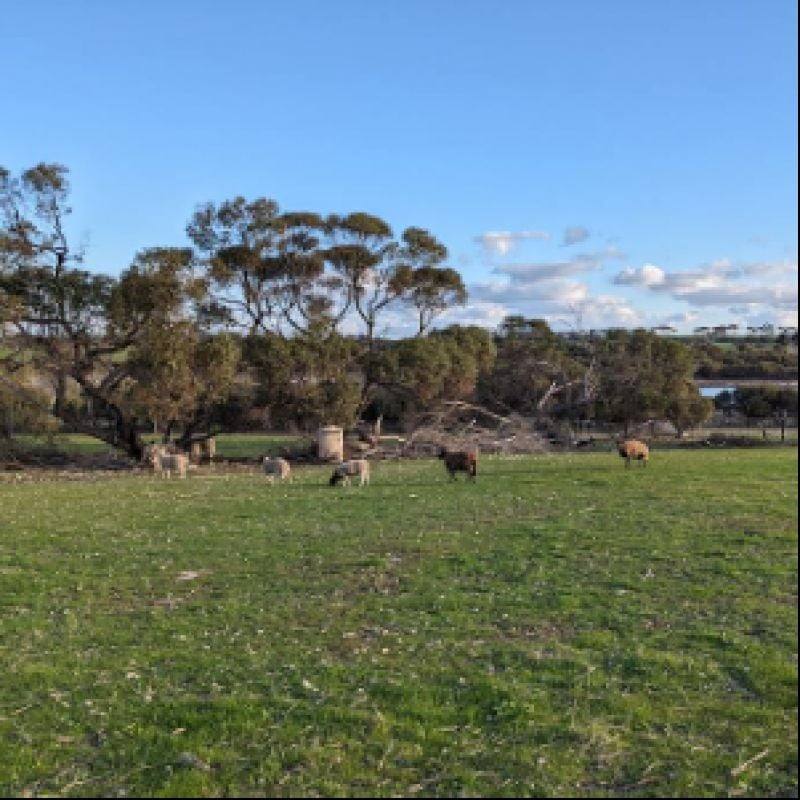 Lot 124 Lake View Road, Minlaton For Sale by Farmbuy.com - image 8