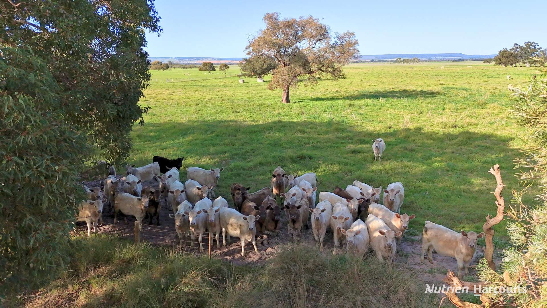 "Gracefield Park", 754 Beermullah Road West, Beermullah For Sale by Farmbuy.com - image 7