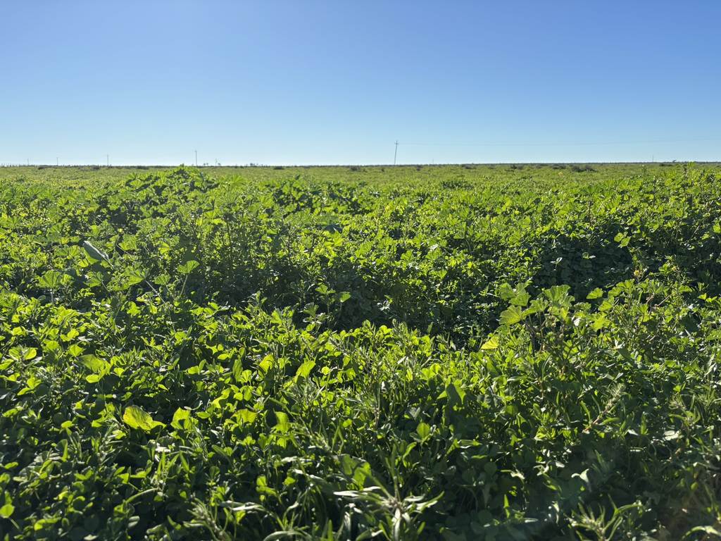 Inverella, Carinya & Mindaribba, Brewarrina NSW 2839