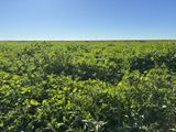 Inverella, Carinya & Mindaribba, Brewarrina For Sale by Nutrien Harcourts Clemson Hiscox Co Walgett