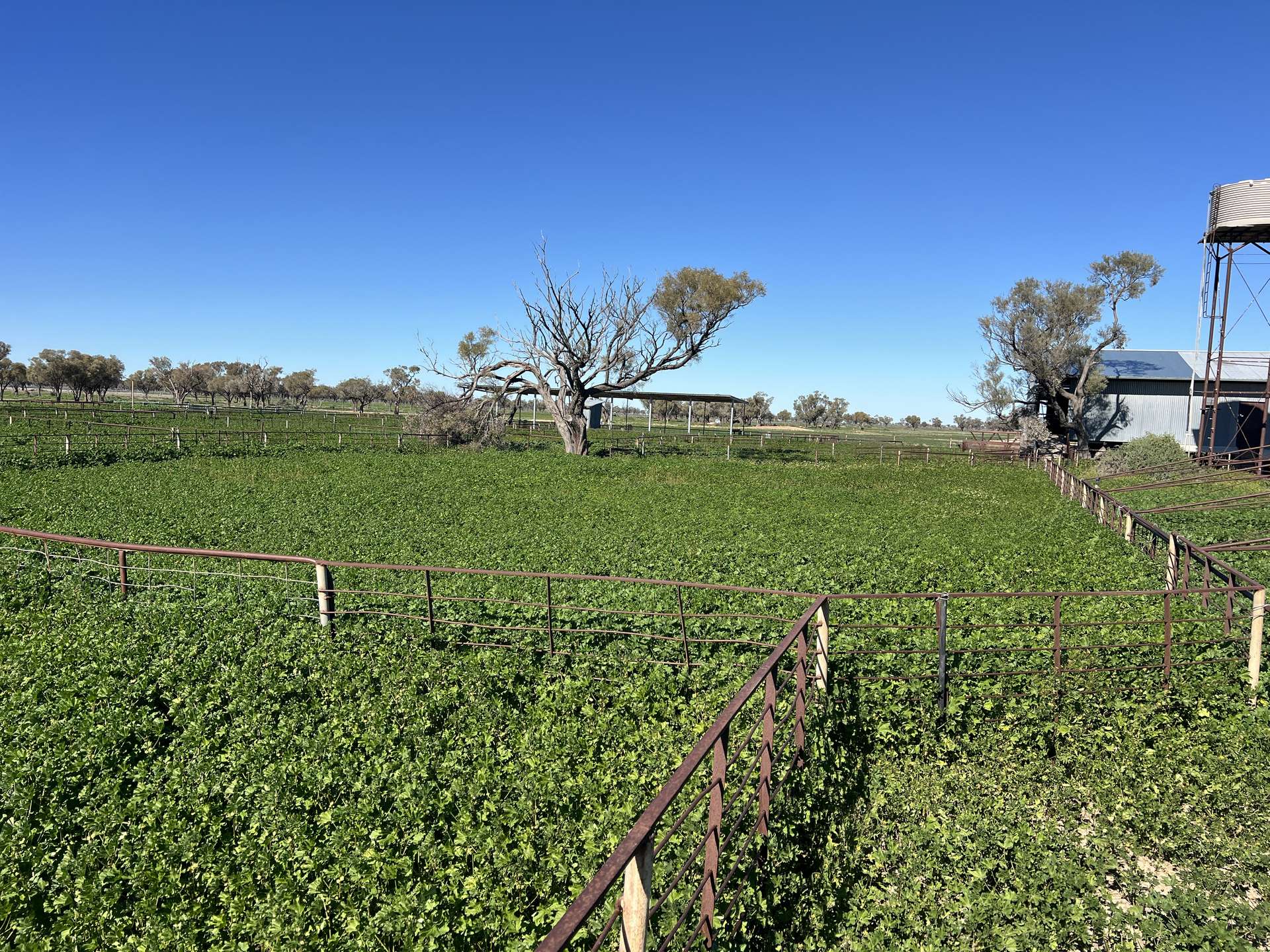 Inverella, Carinya & Mindaribba, Brewarrina For Sale by Farmbuy.com - image 11