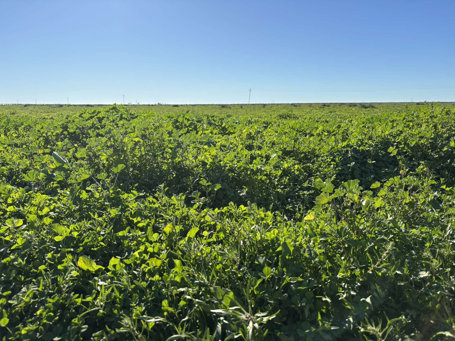 Inverella, Carinya & Mindaribba, Brewarrina For Sale by Farmbuy.com - image 1