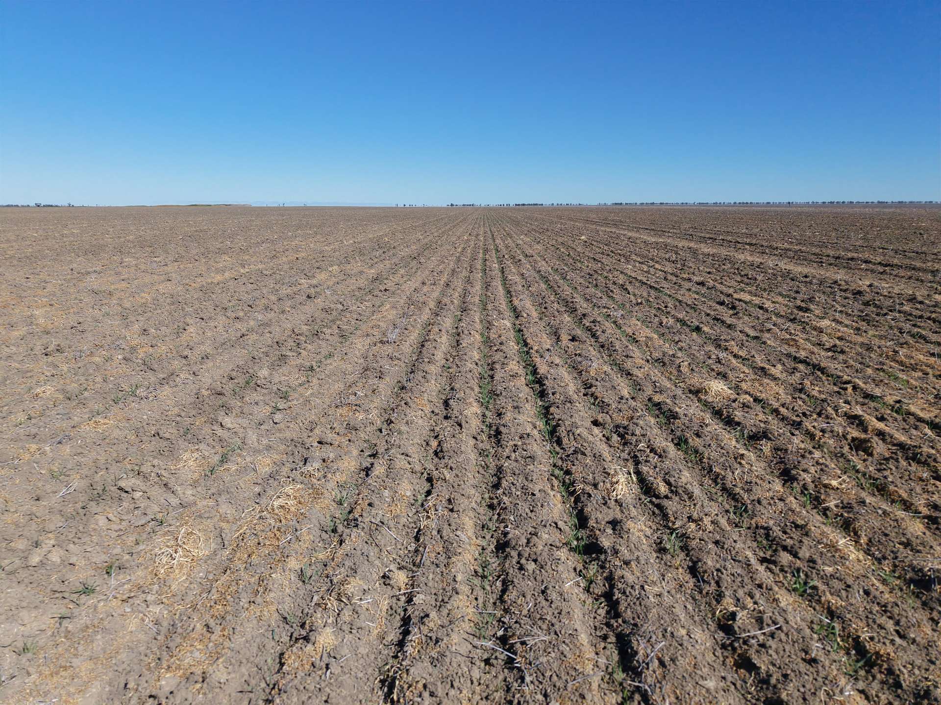 Inverella, Carinya & Mindaribba, Brewarrina For Sale by Farmbuy.com - image 3