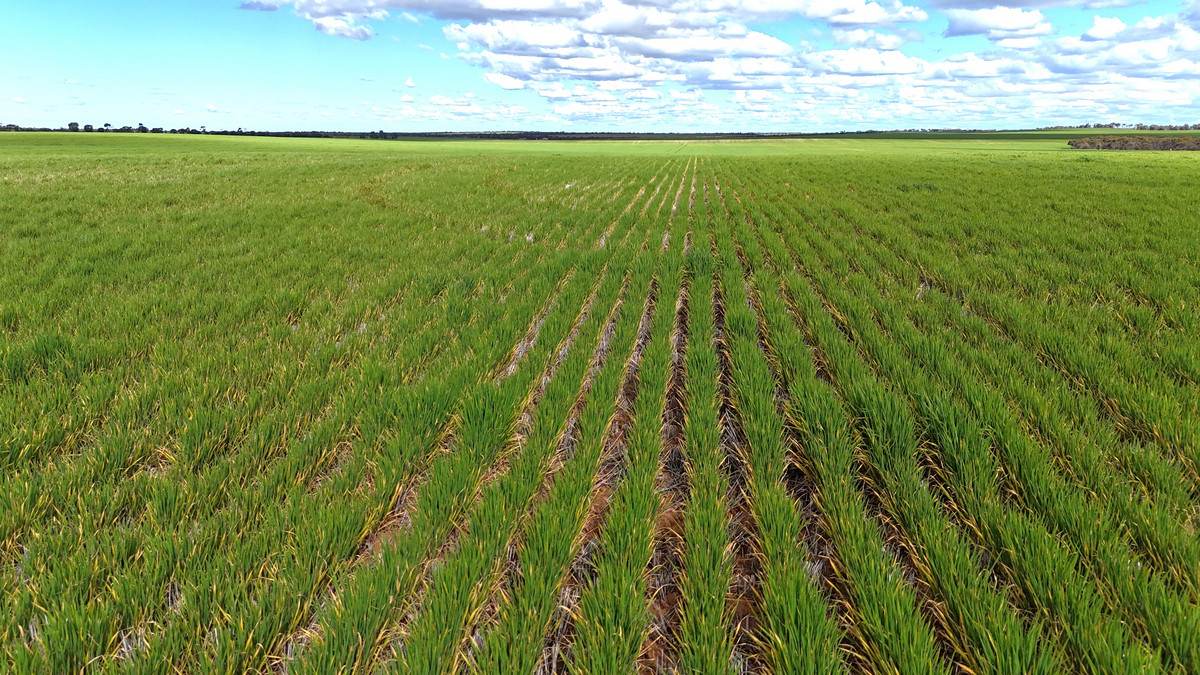 'Meridian Park' Parallel & Joyce Road, Walpeup For Sale by Farmbuy.com - image 7