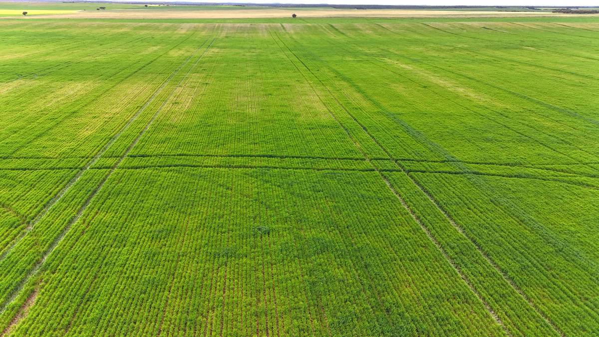 'Meridian Park' Parallel & Joyce Road, Walpeup For Sale by Farmbuy.com - image 9