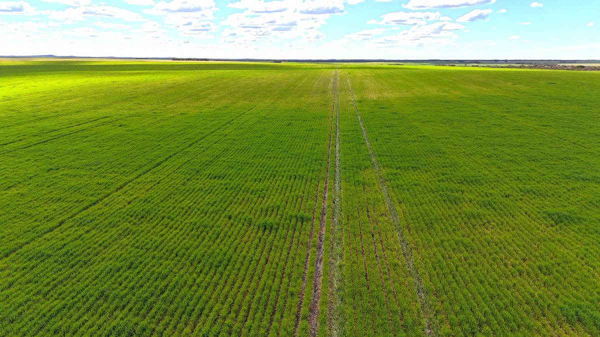 'Meridian Park' Parallel & Joyce Road, Walpeup For Sale by Farmbuy.com - image 2