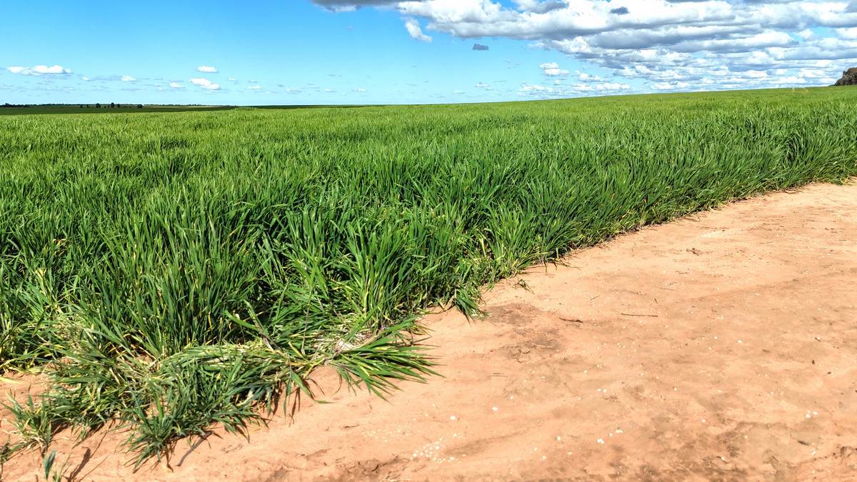 'Meridian Park' Parallel & Joyce Road, Walpeup For Sale by Farmbuy.com - image 12