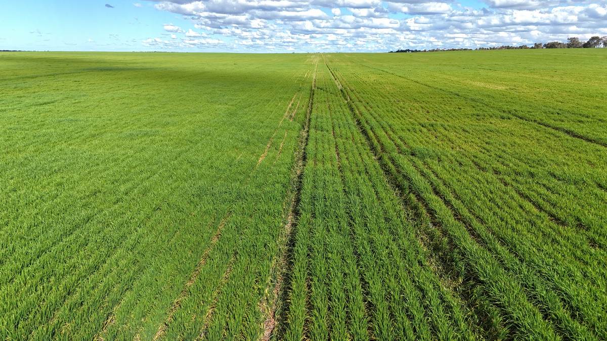 'Meridian Park' Parallel & Joyce Road, Walpeup For Sale by Farmbuy.com - image 8