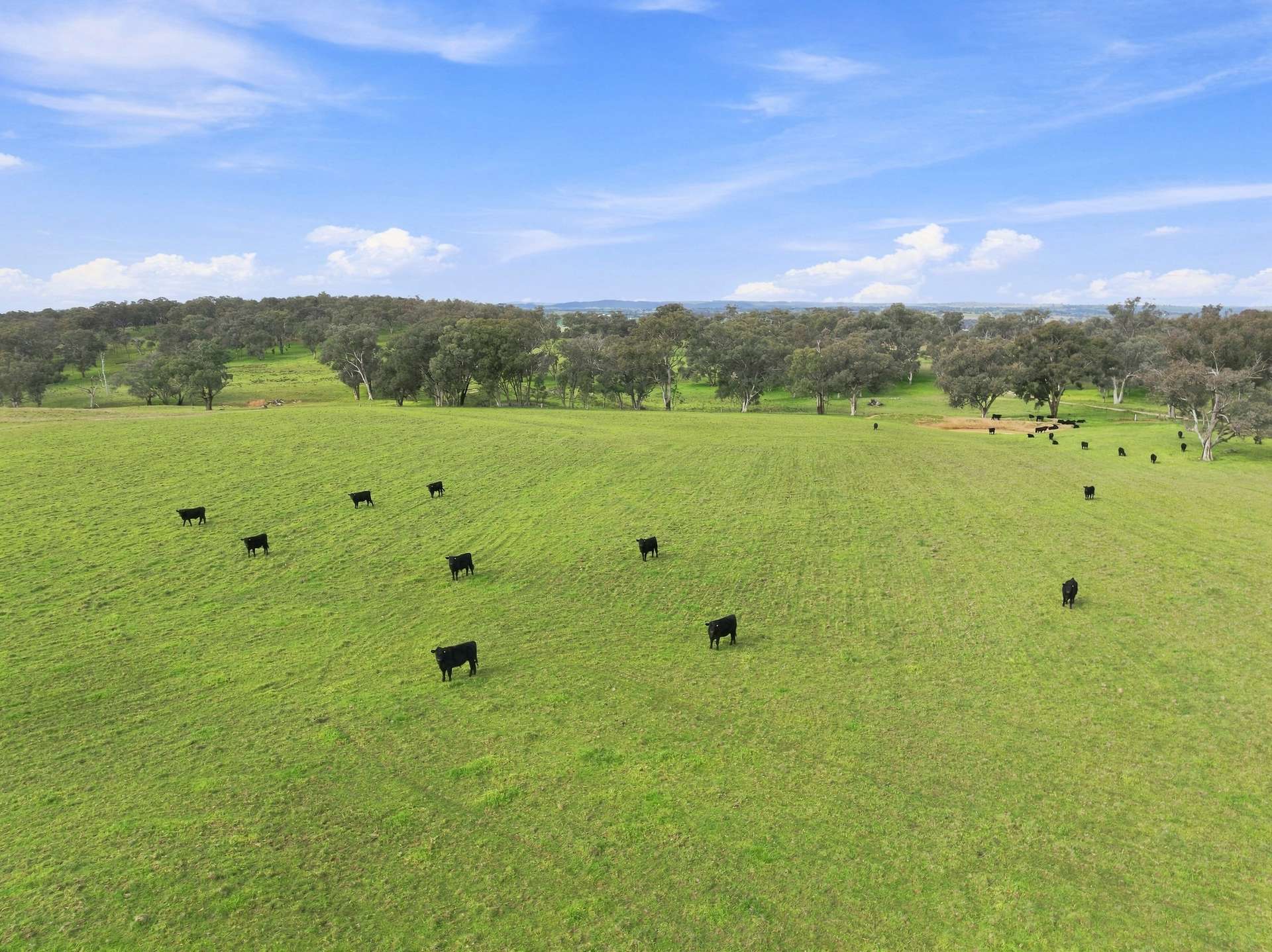 136 Nyora Lane, Molong Auction by Farmbuy.com - image 2