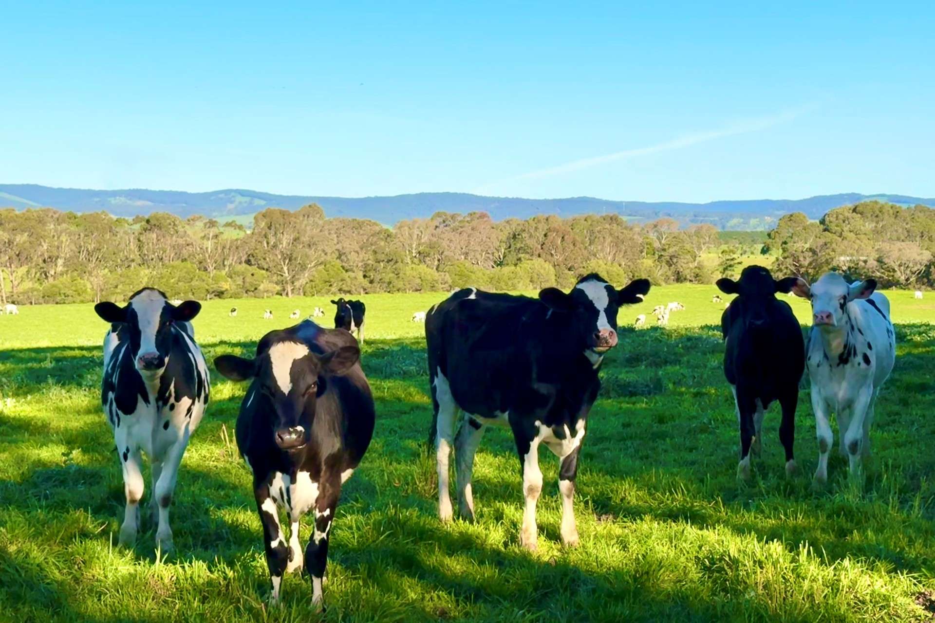 470 Rifle Butts Road, Birregurra For Sale by Farmbuy.com - image 4
