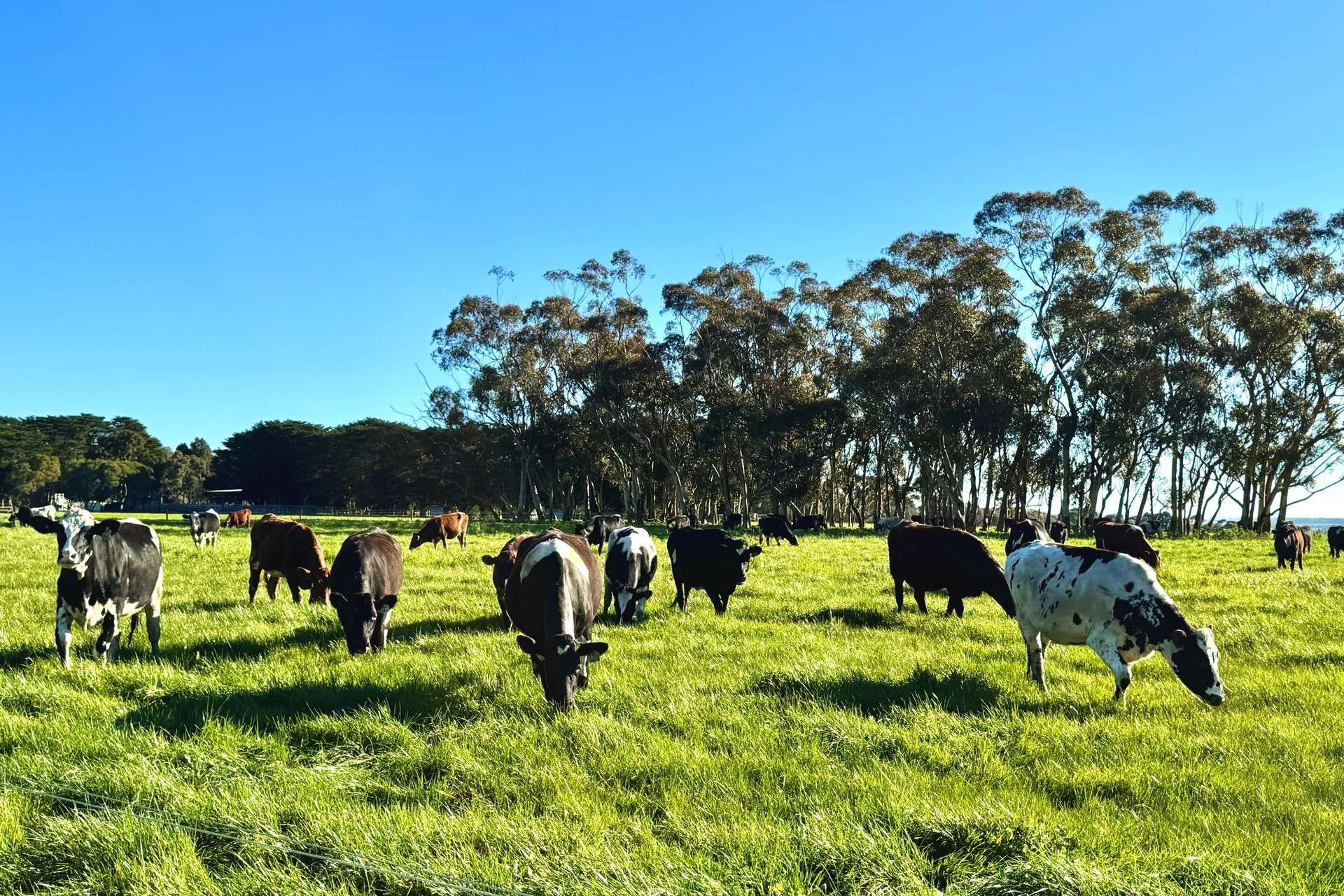 470 Rifle Butts Road, Birregurra For Sale by Farmbuy.com - image 23